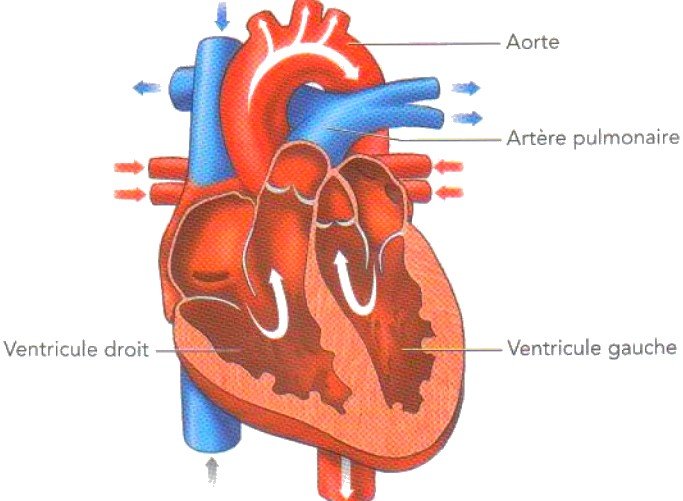 fonctionnement du coeur