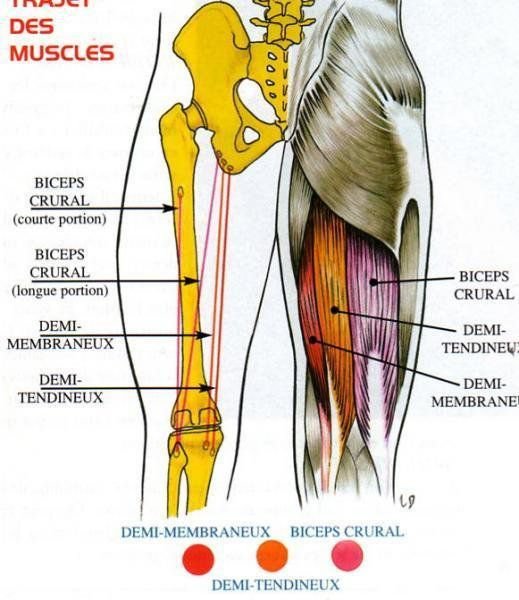 les muscles ischio-jambier