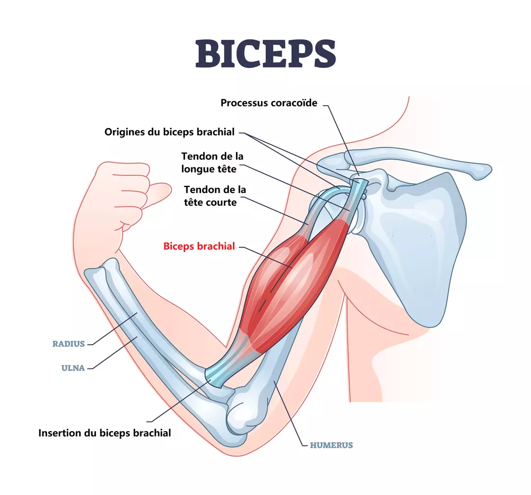 insertions biceps
