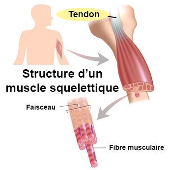 rôle tendon