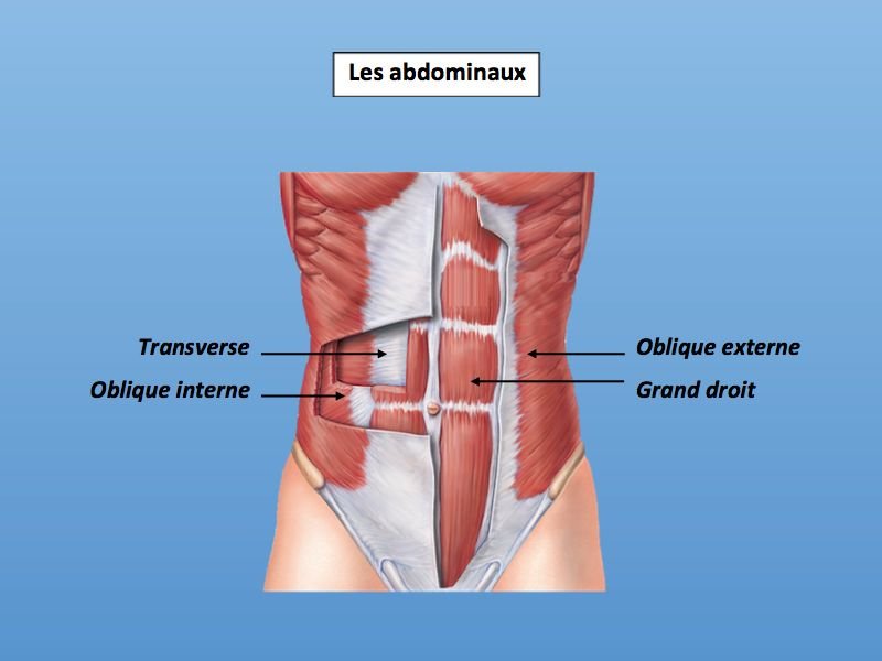 muscles des abdominaux
