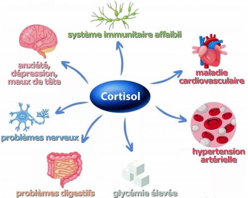 effets cortisol