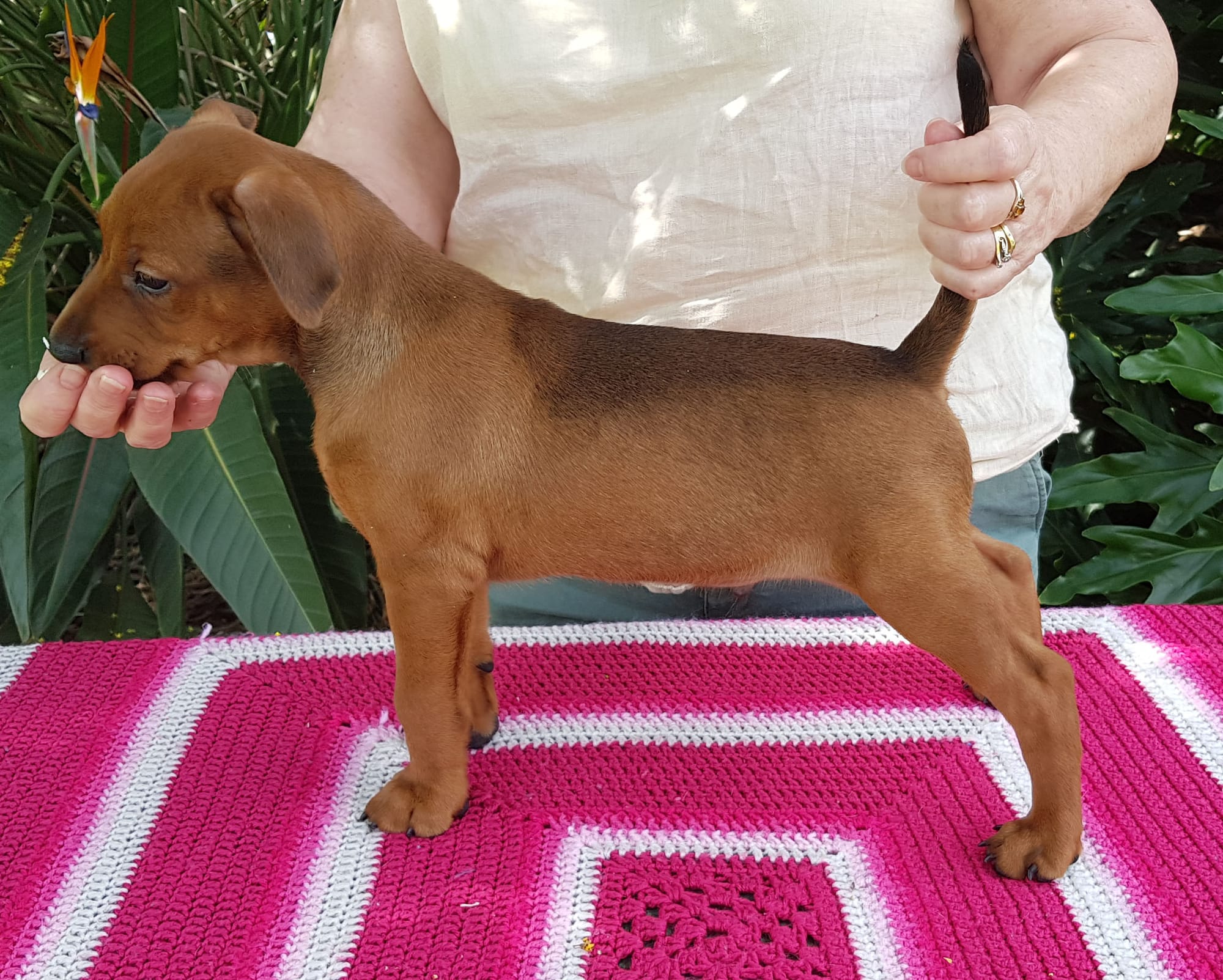 Raven litter Masterkarn German Pinscher kennel