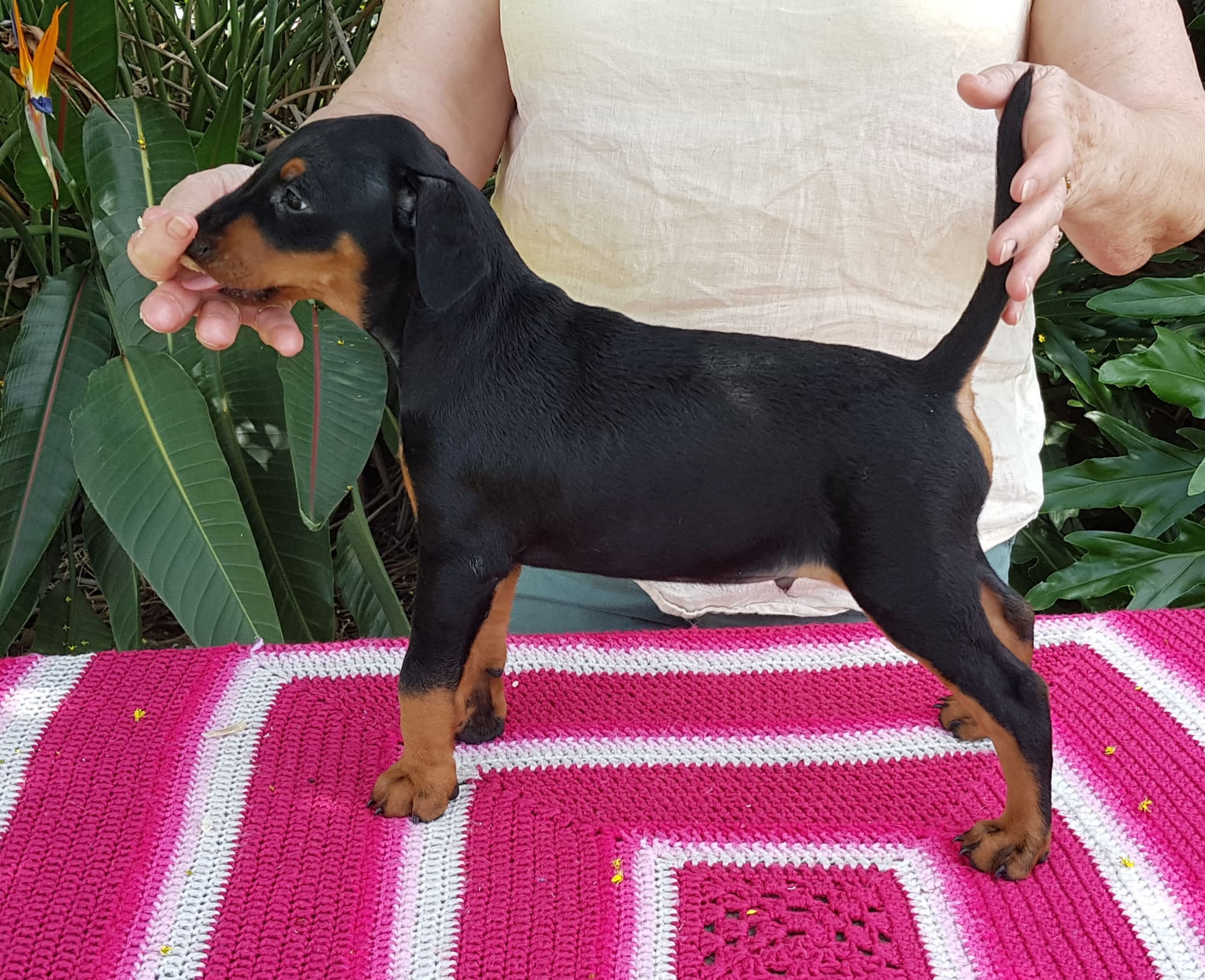 Raven litter Masterkarn German Pinscher kennel
