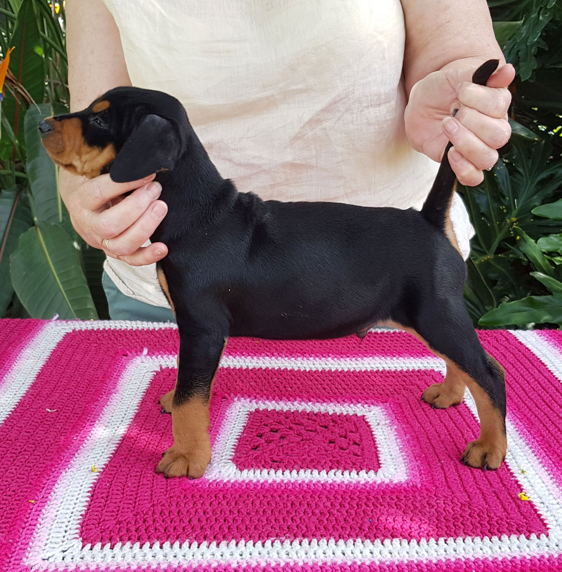Raven litter Masterkarn German Pinscher kennel