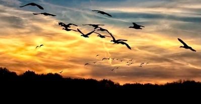 Birds In The Fields written by Andrew M. Foster in Partnership & Global Syndication with BizCatalyst360°Nation and Dennis Pitocco