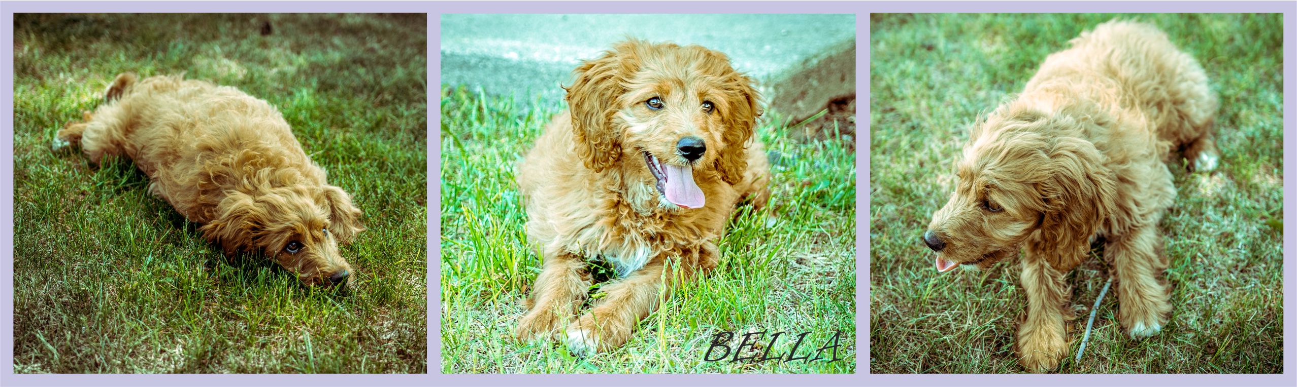 Домашні тварини