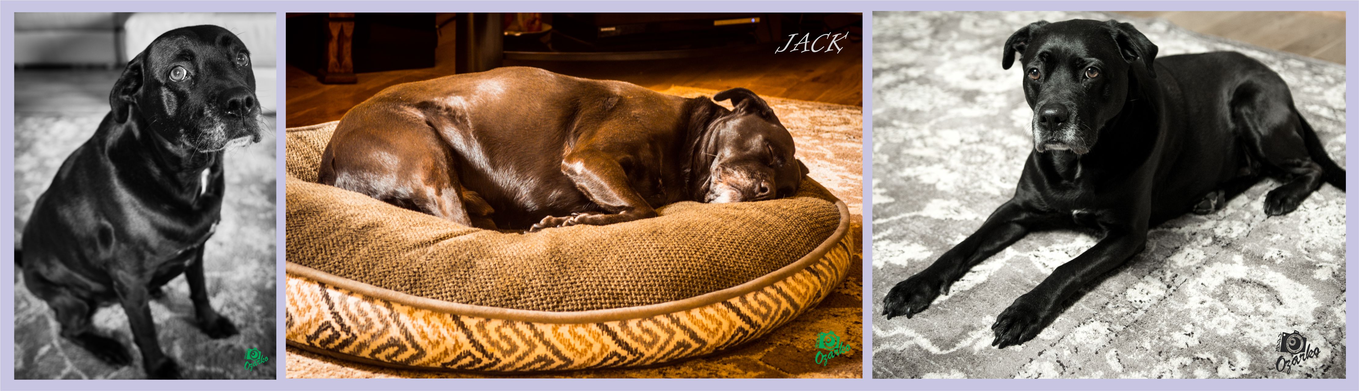 Домашні тварини