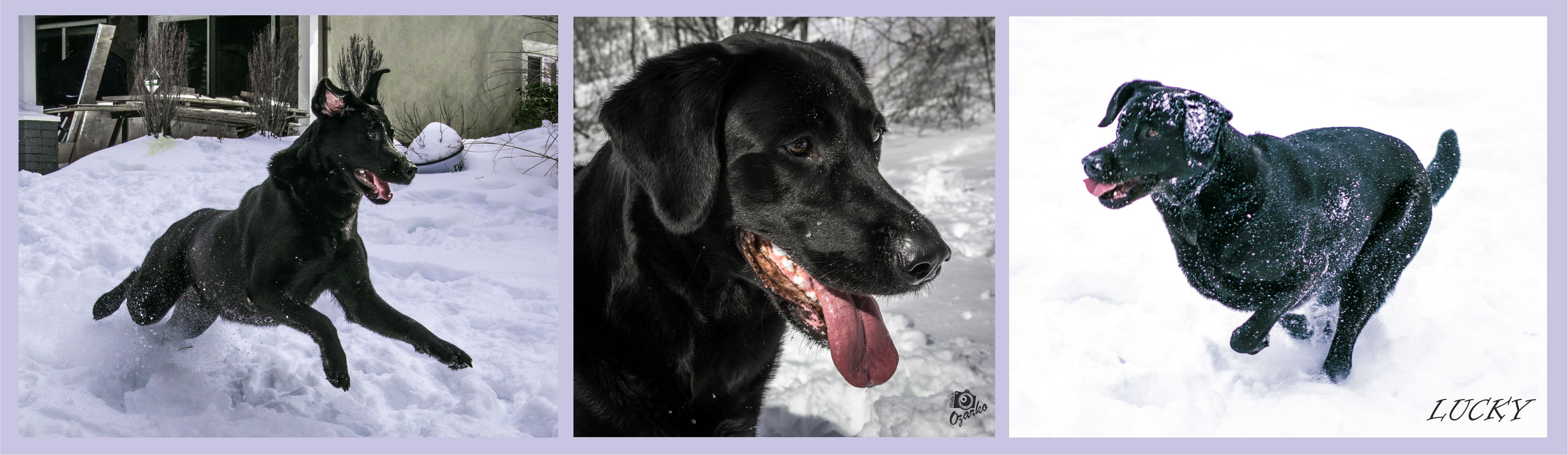 Домашні тварини