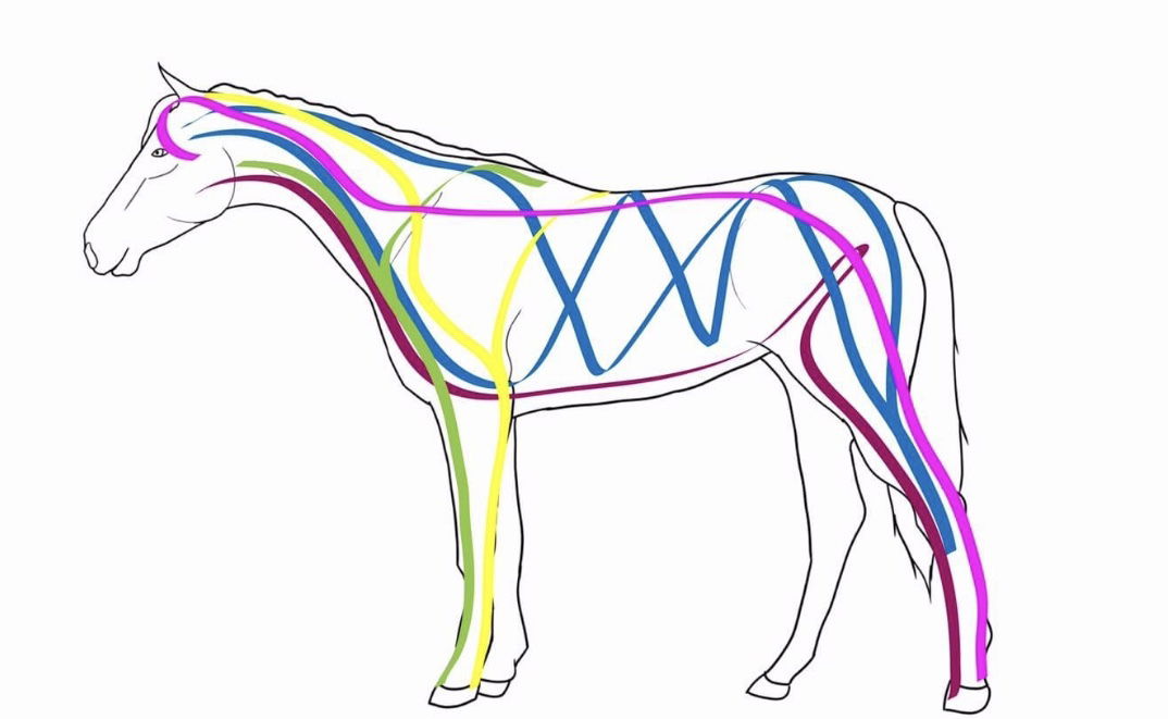 Fascia liner / Tension Lines