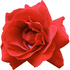 Bulgarian rose