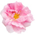 Bulgarian damask rose