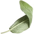 French sage
