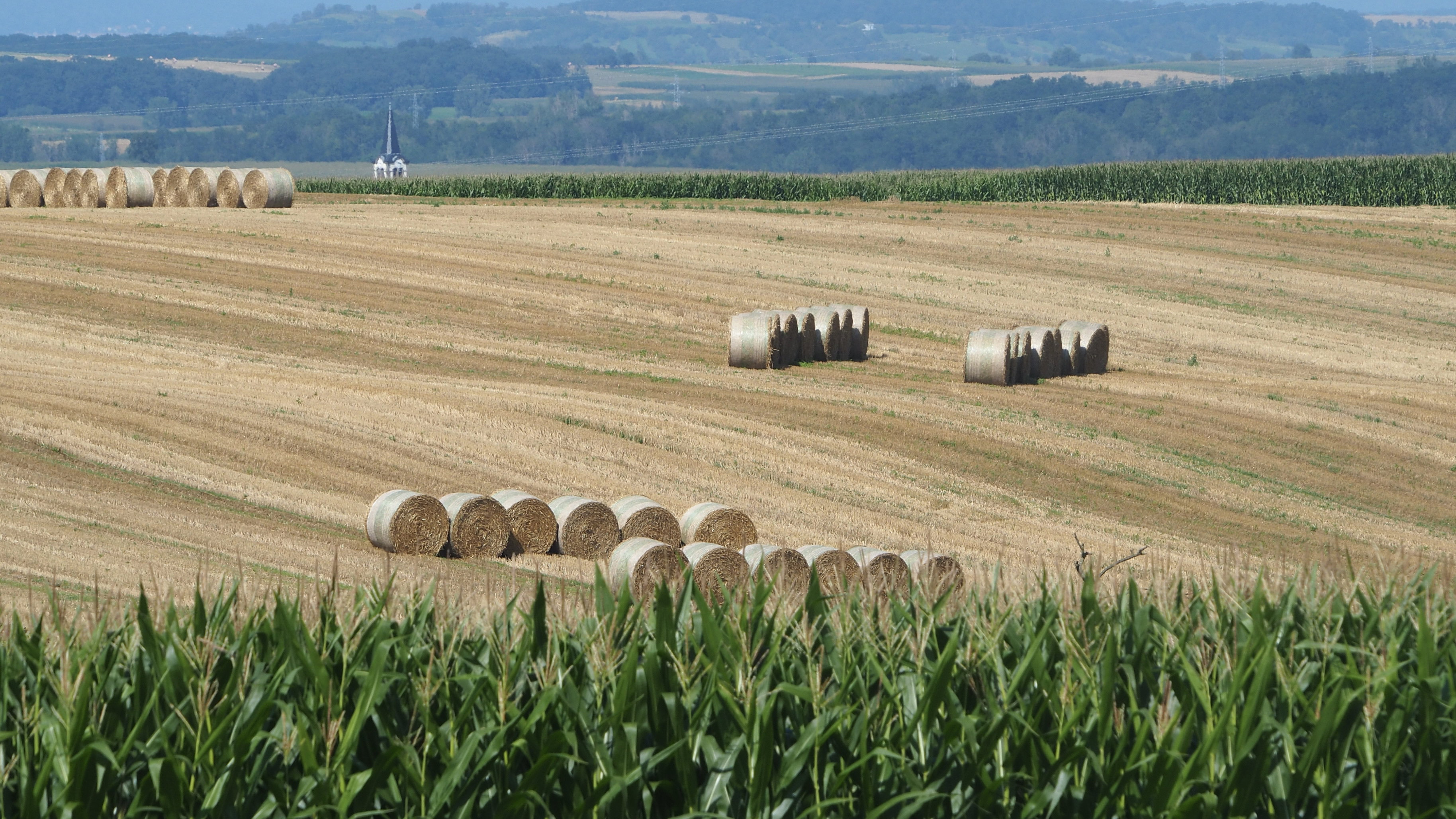 Wheat and hay fields in Alsace