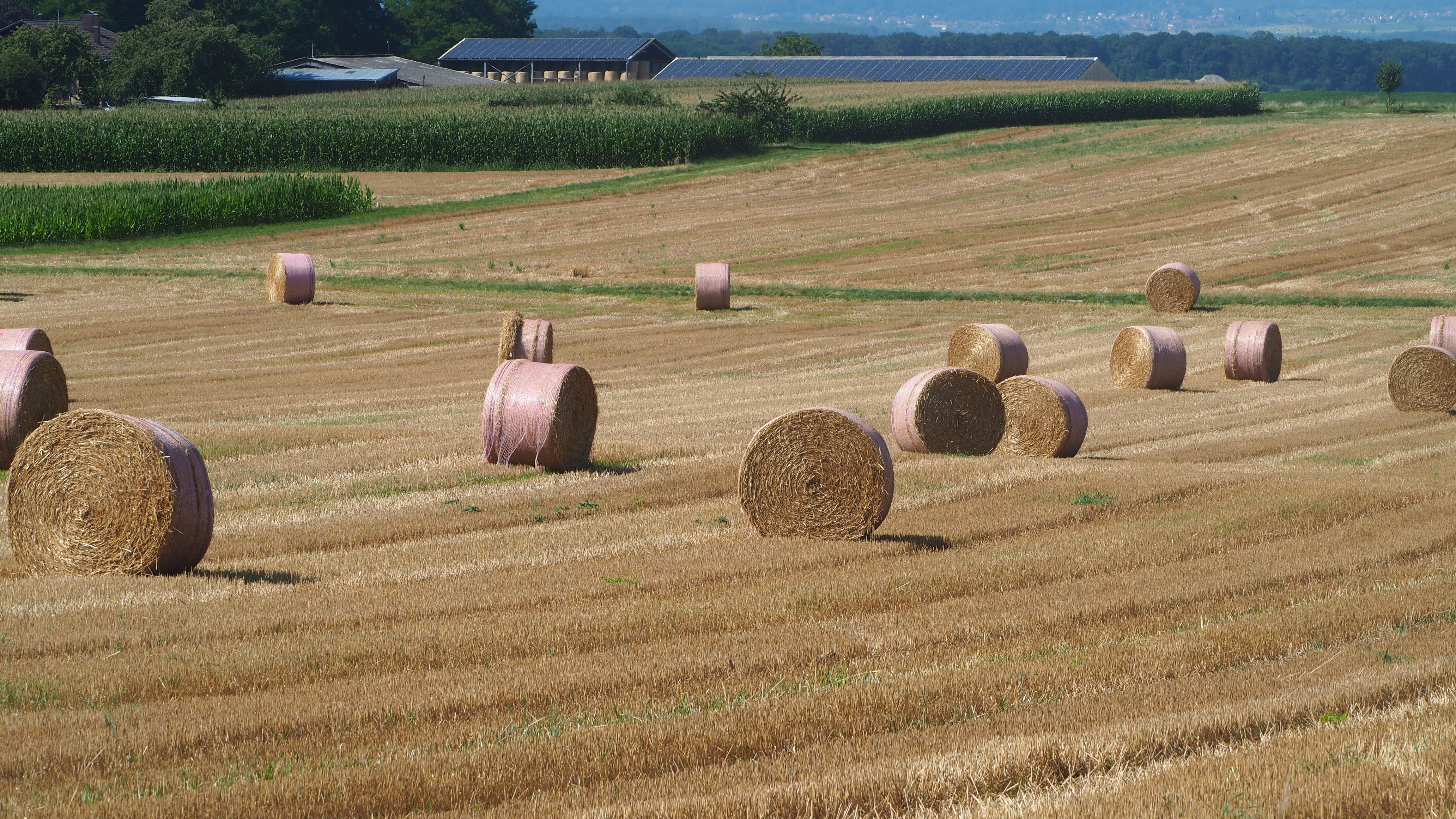 Wheat and hay fields in Alsace