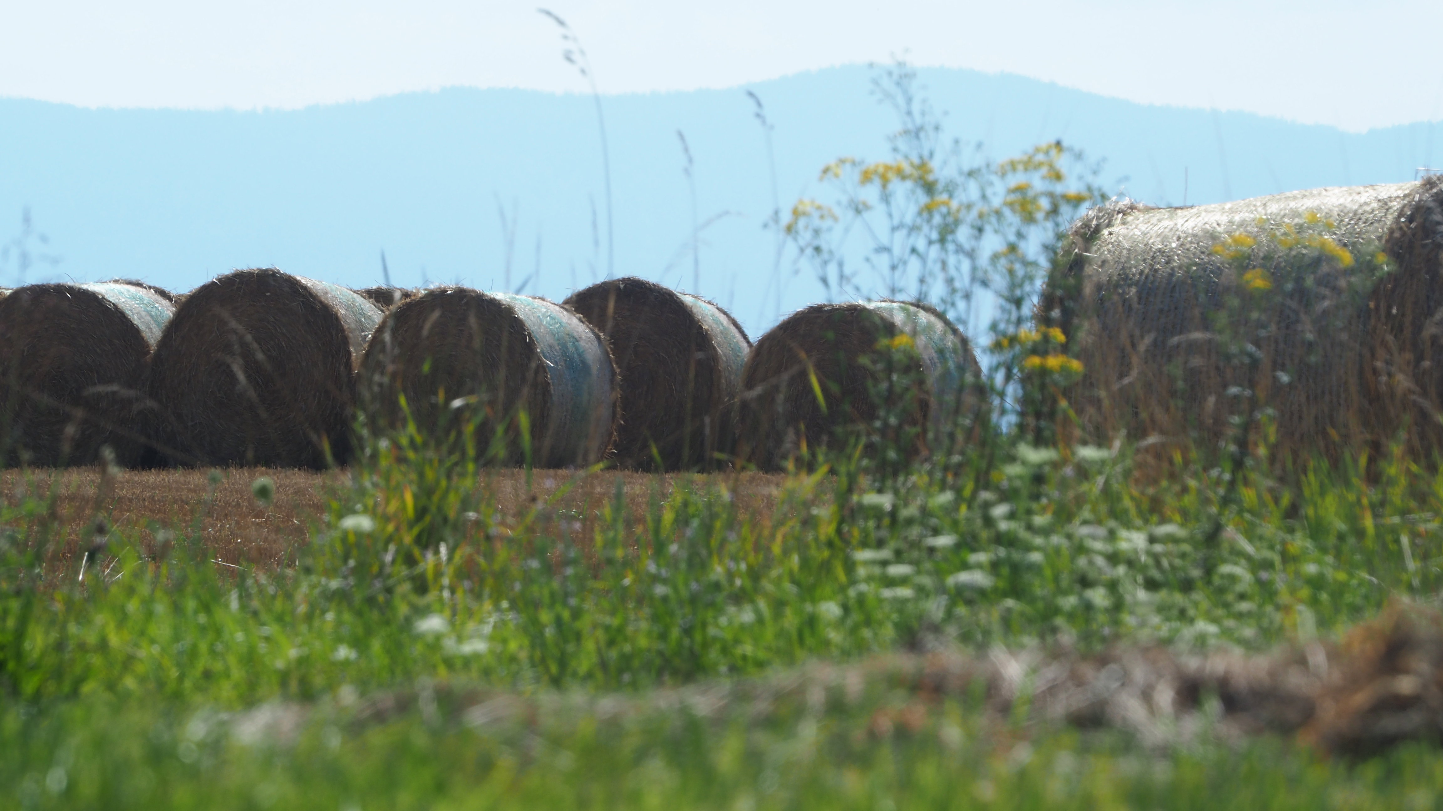 Wheat and hay fields in Alsace