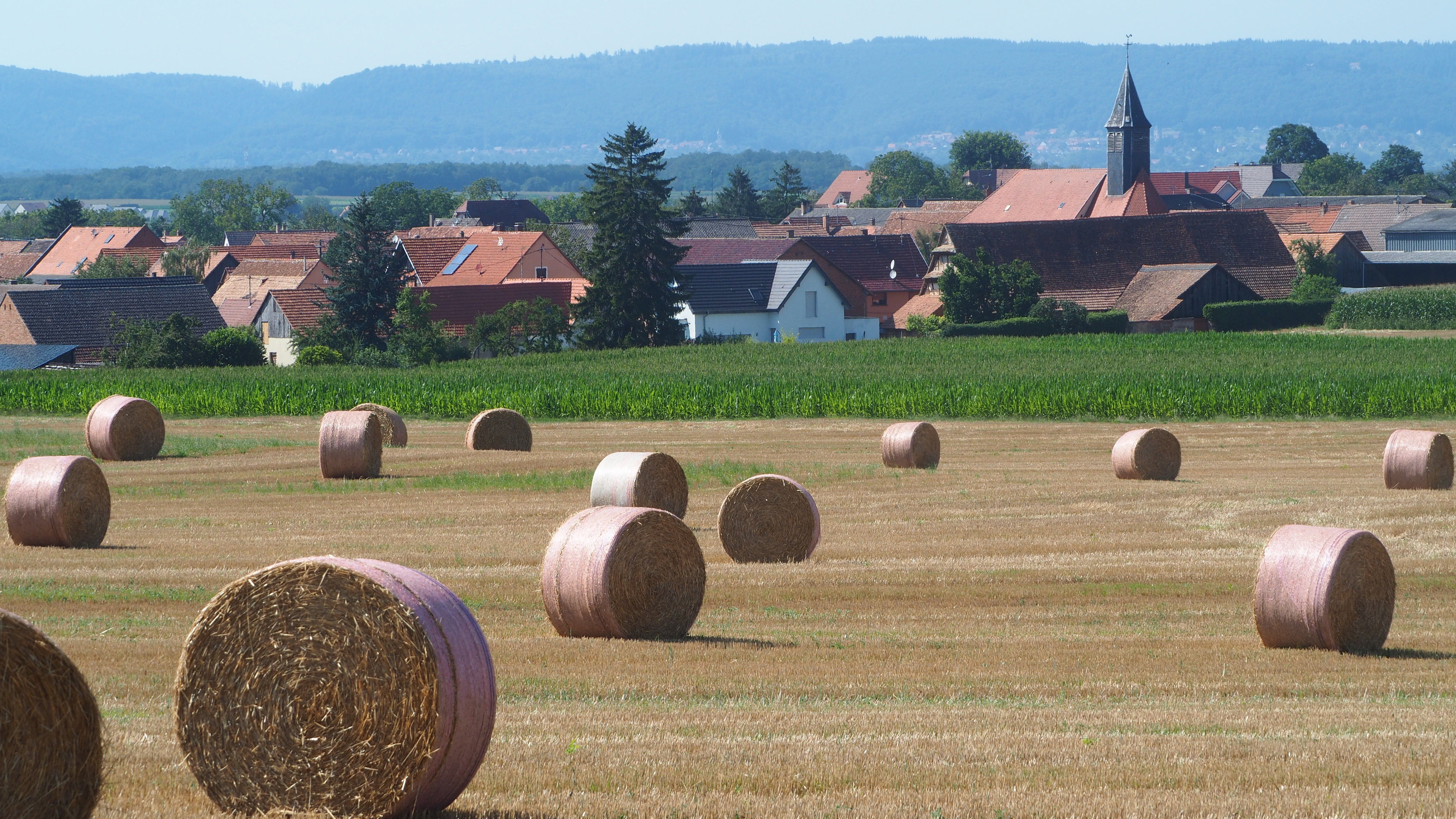 Wheat and hay fields in Alsace