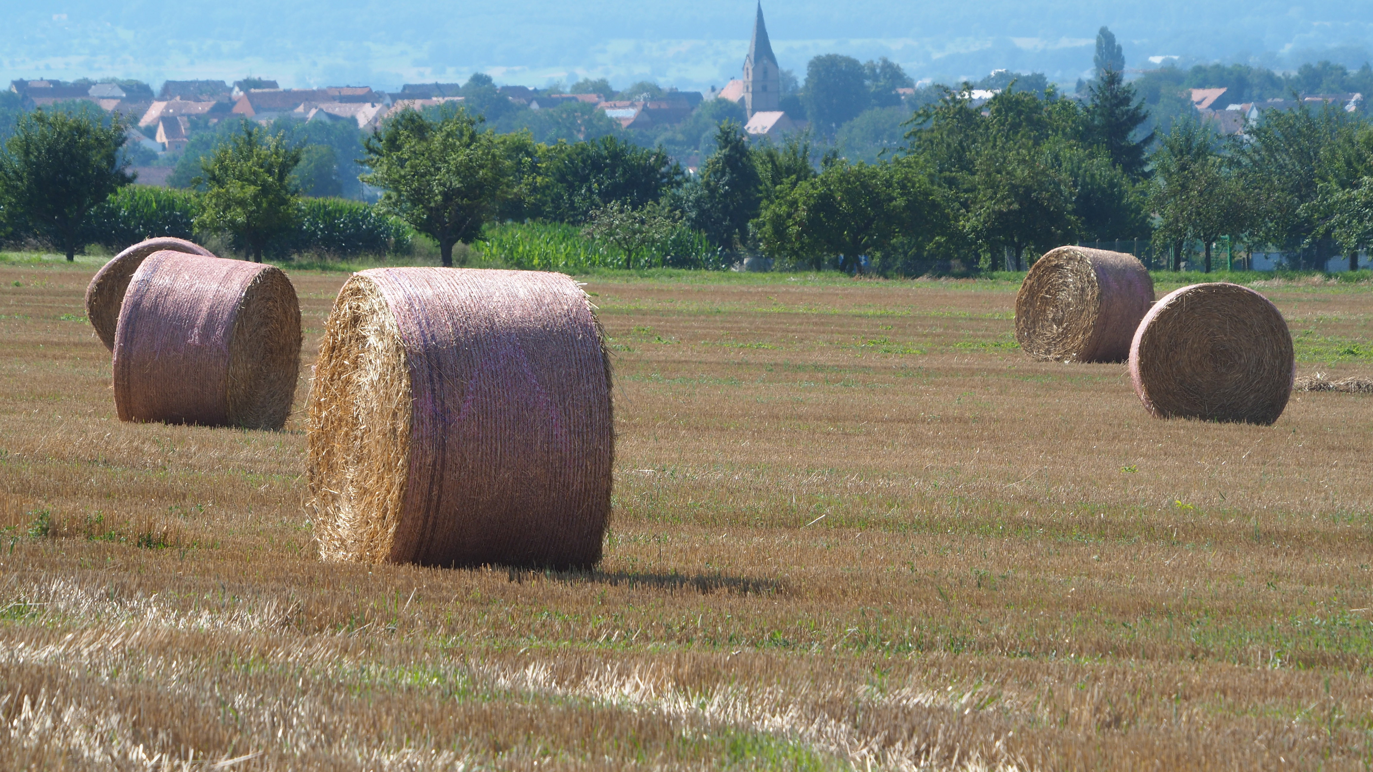 Wheat and hay fields in Alsace