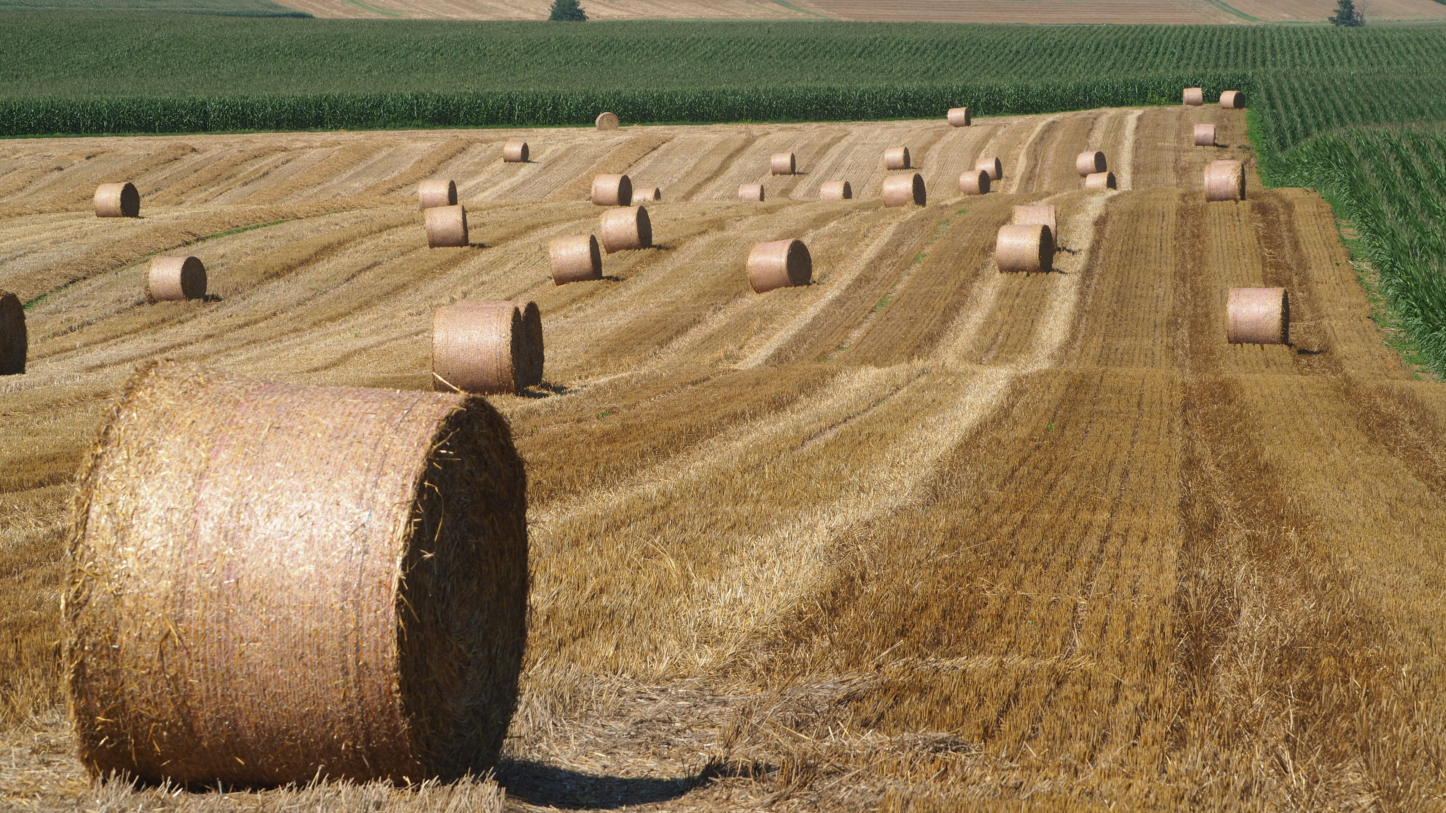 Wheat and hay fields in Alsace