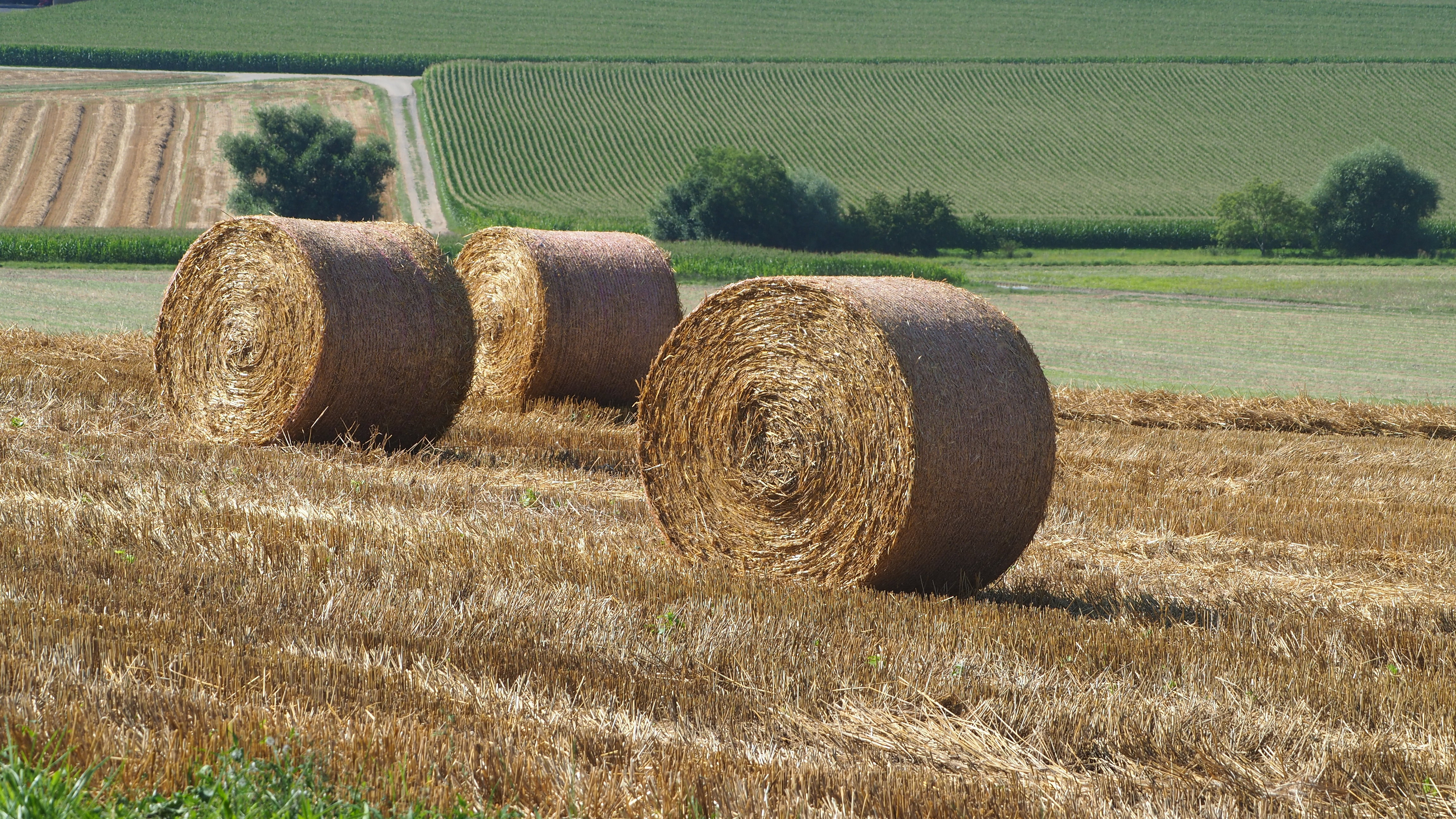 Wheat and hay fields in Alsace
