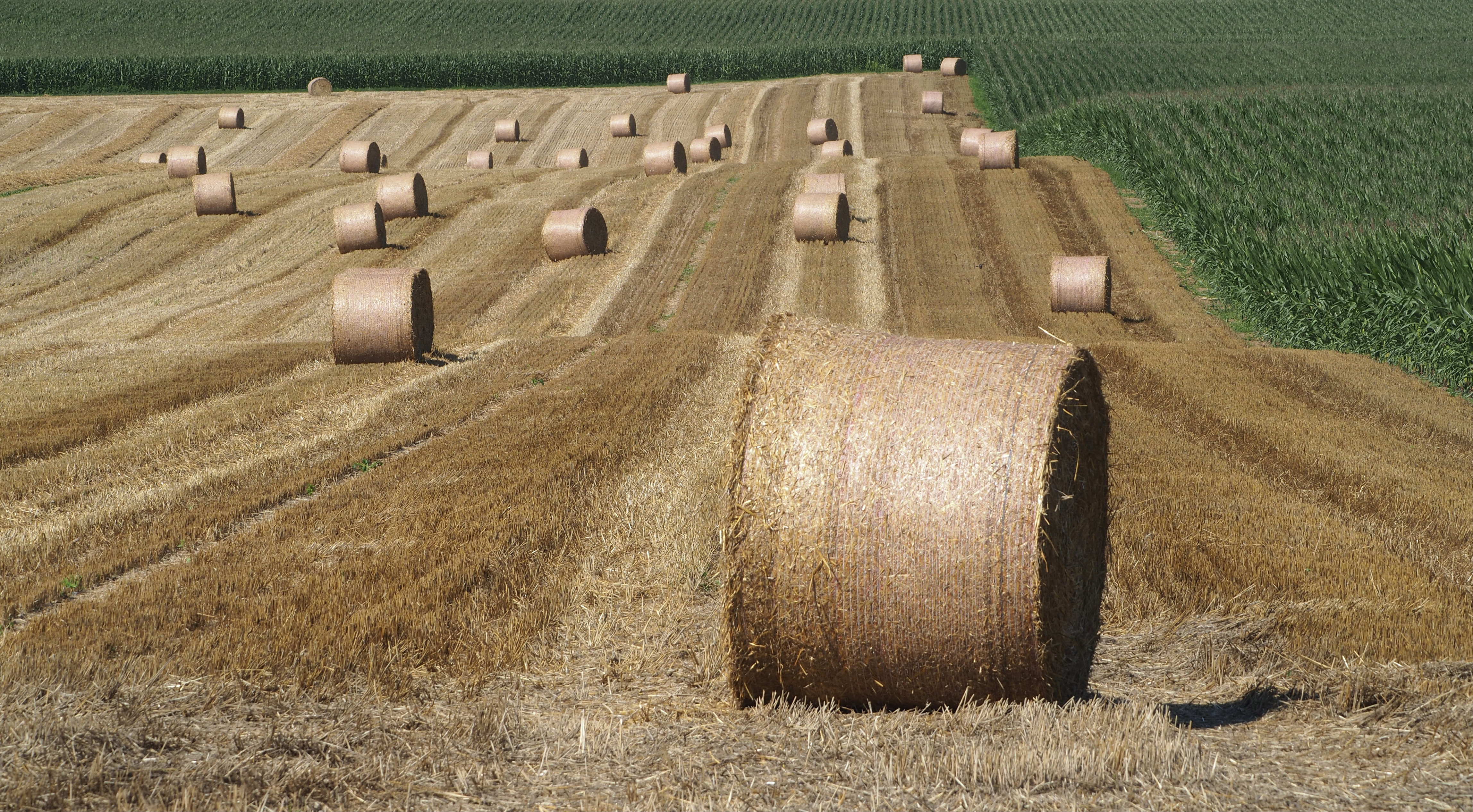Wheat and hay fields in Alsace