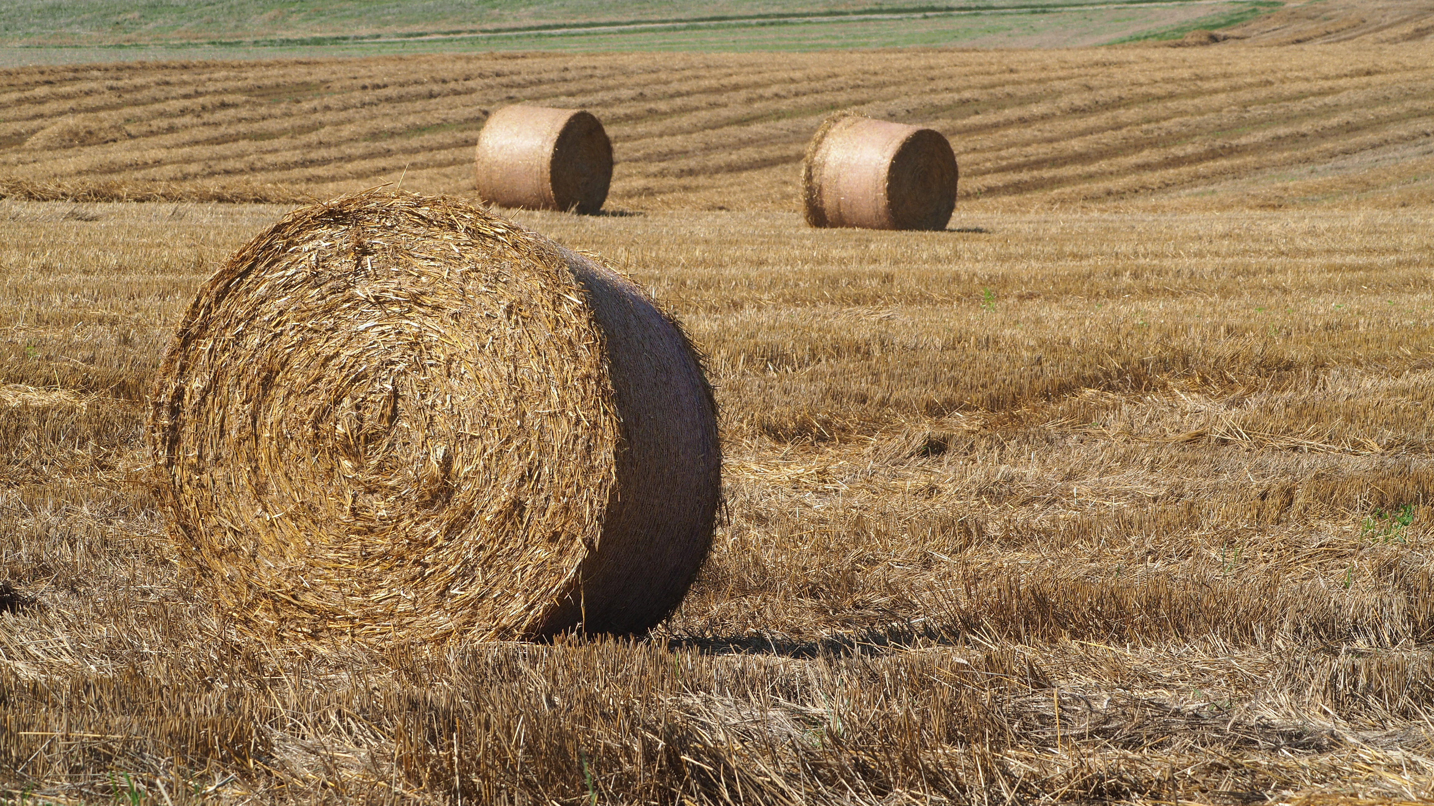 Wheat and hay fields in Alsace