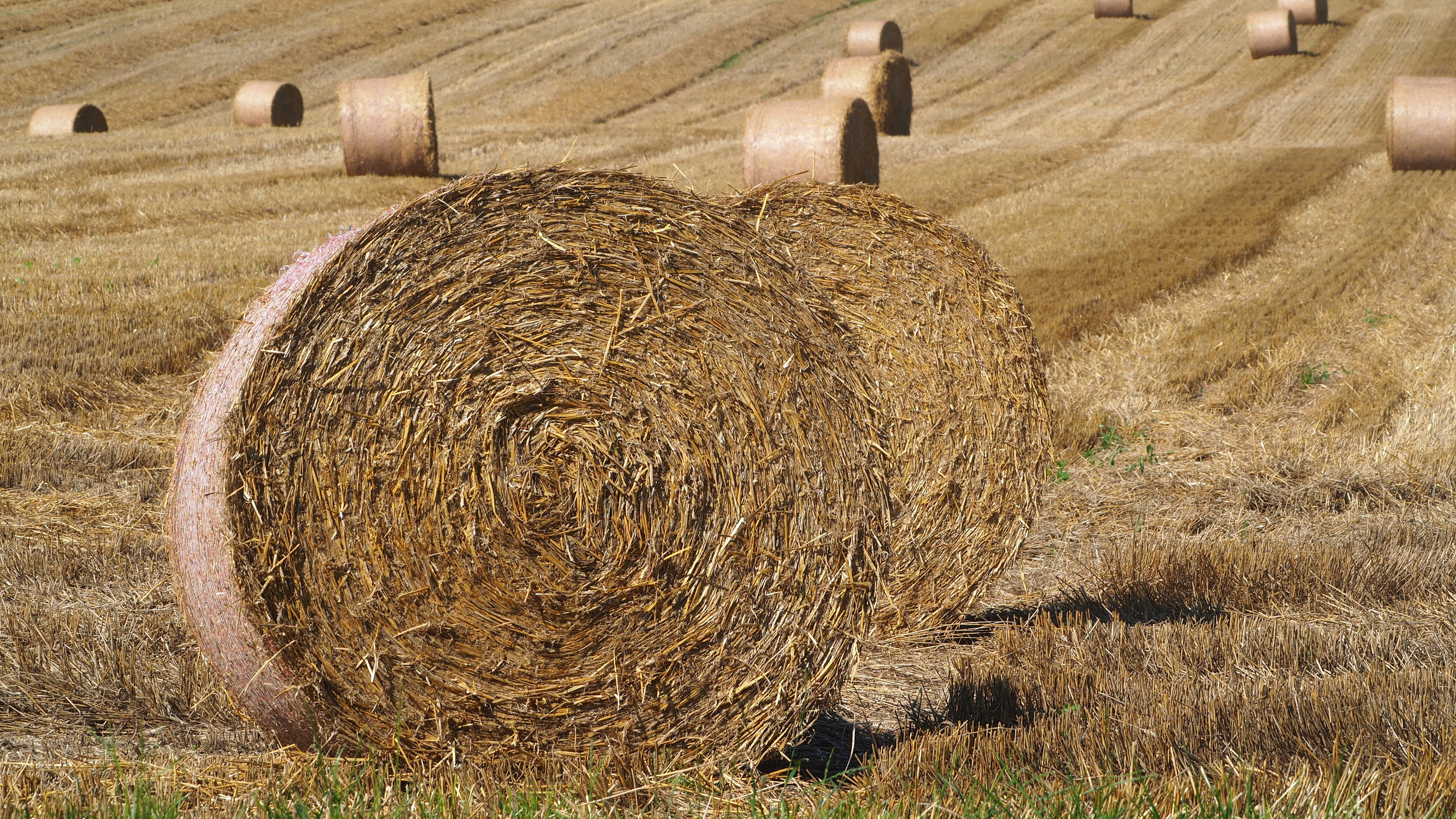 Wheat and hay fields in Alsace