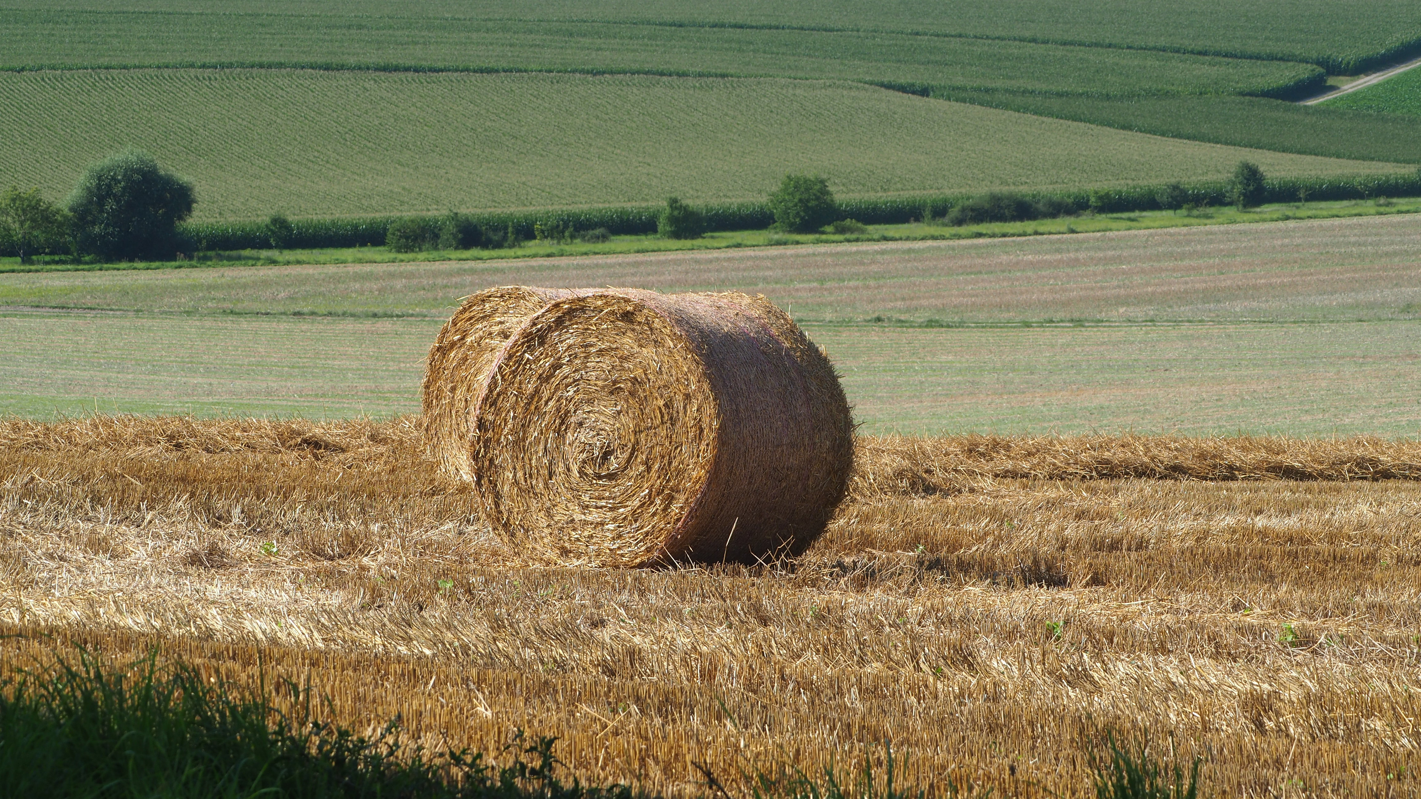 Wheat and hay fields in Alsace