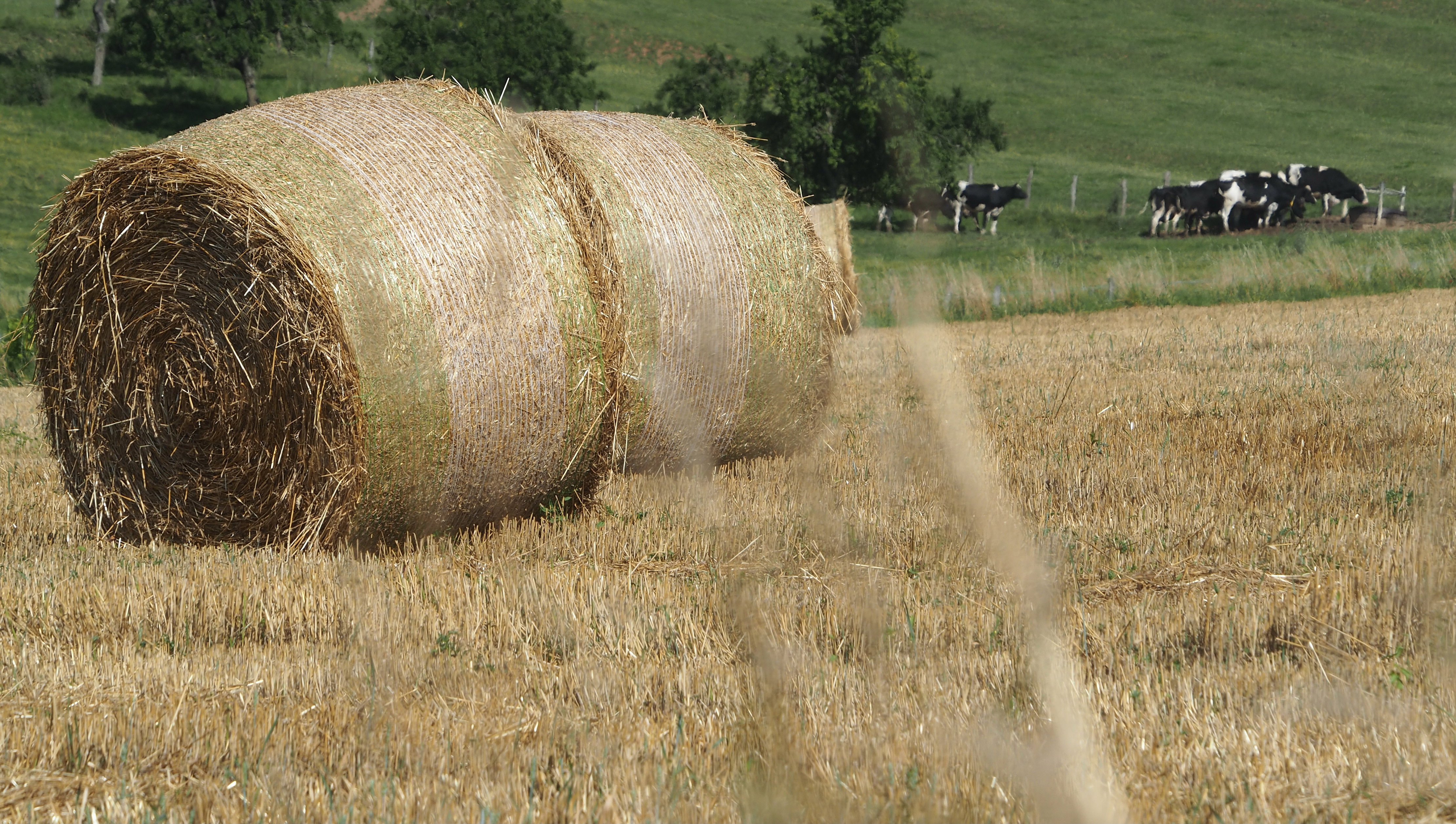 Wheat and hay fields in Alsace