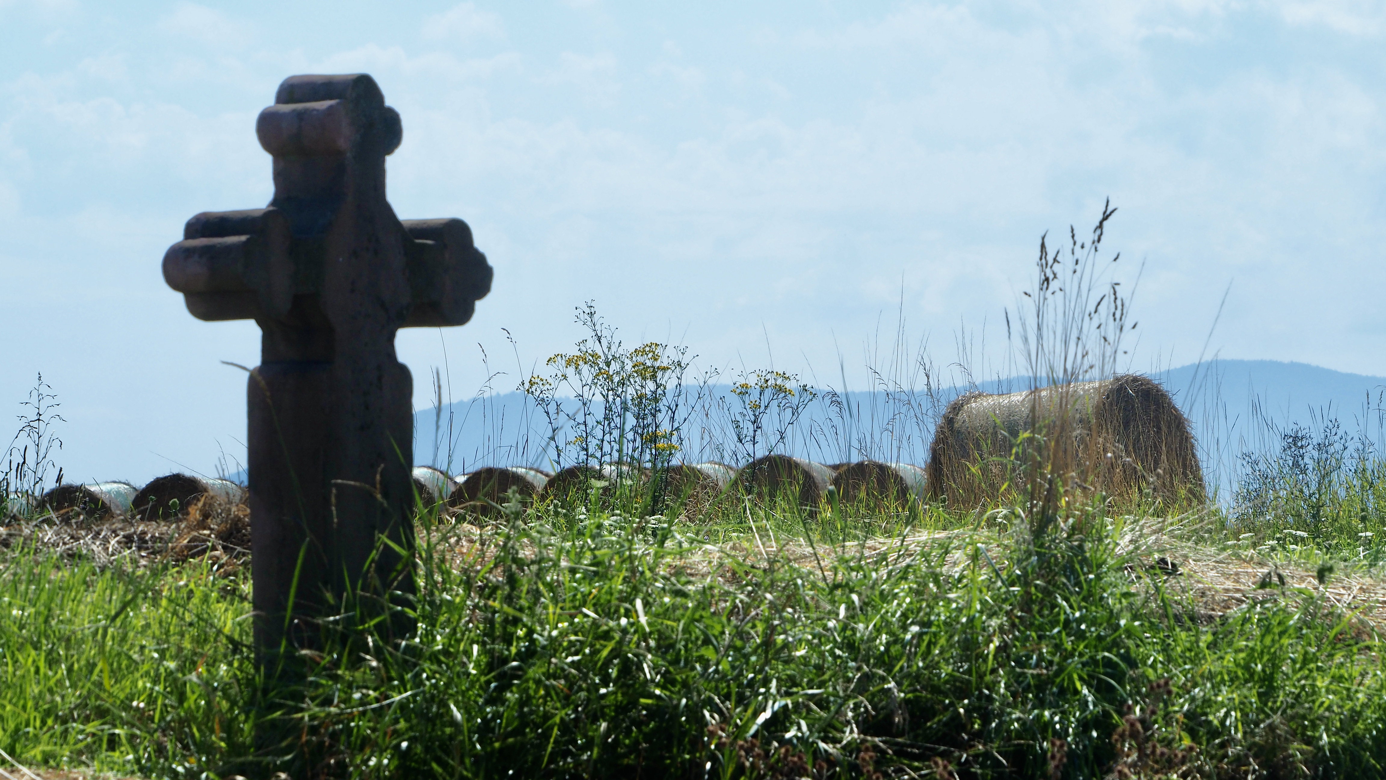 Wheat and hay fields in Alsace