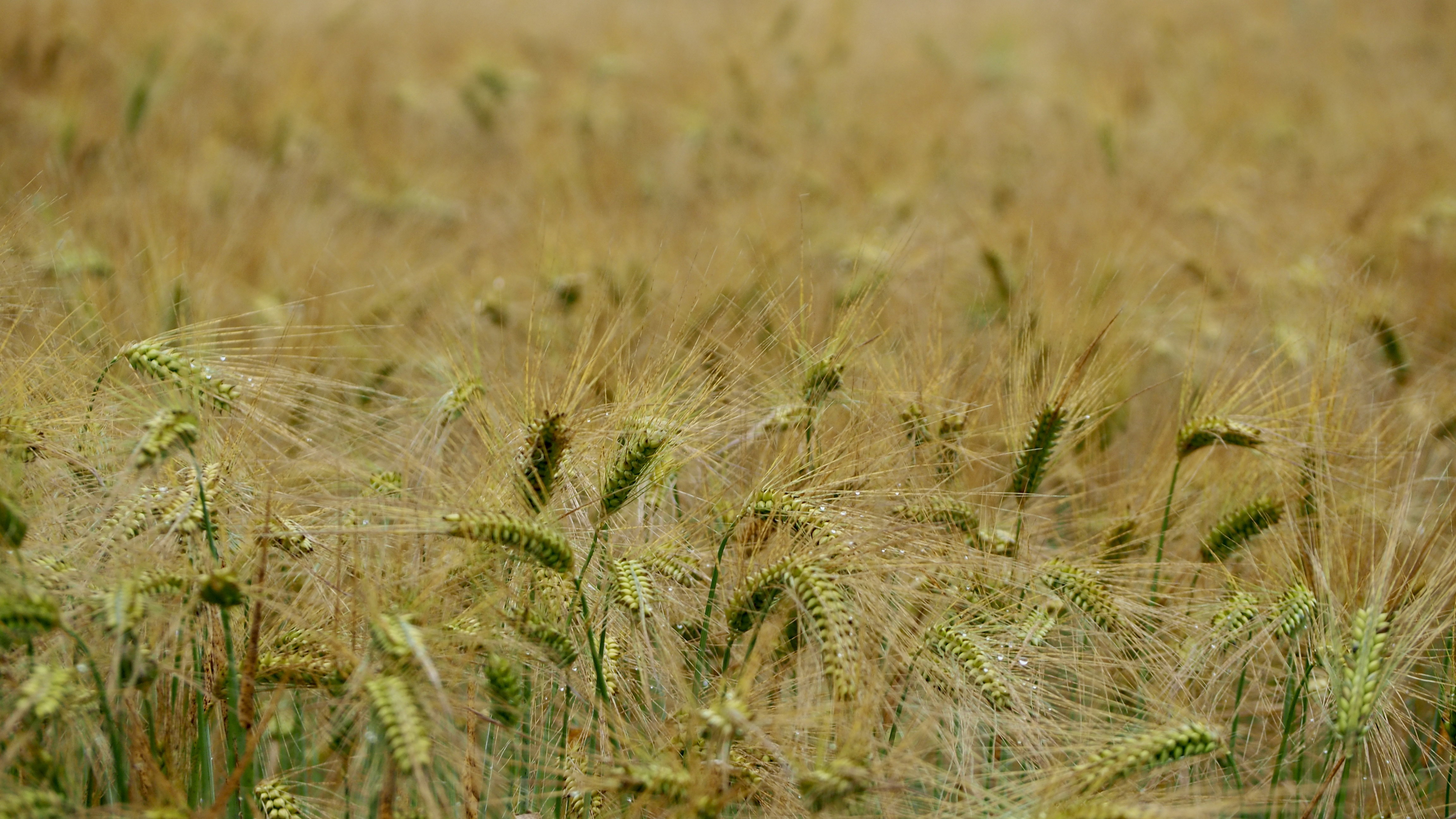 Wheat and hay fields in Alsace