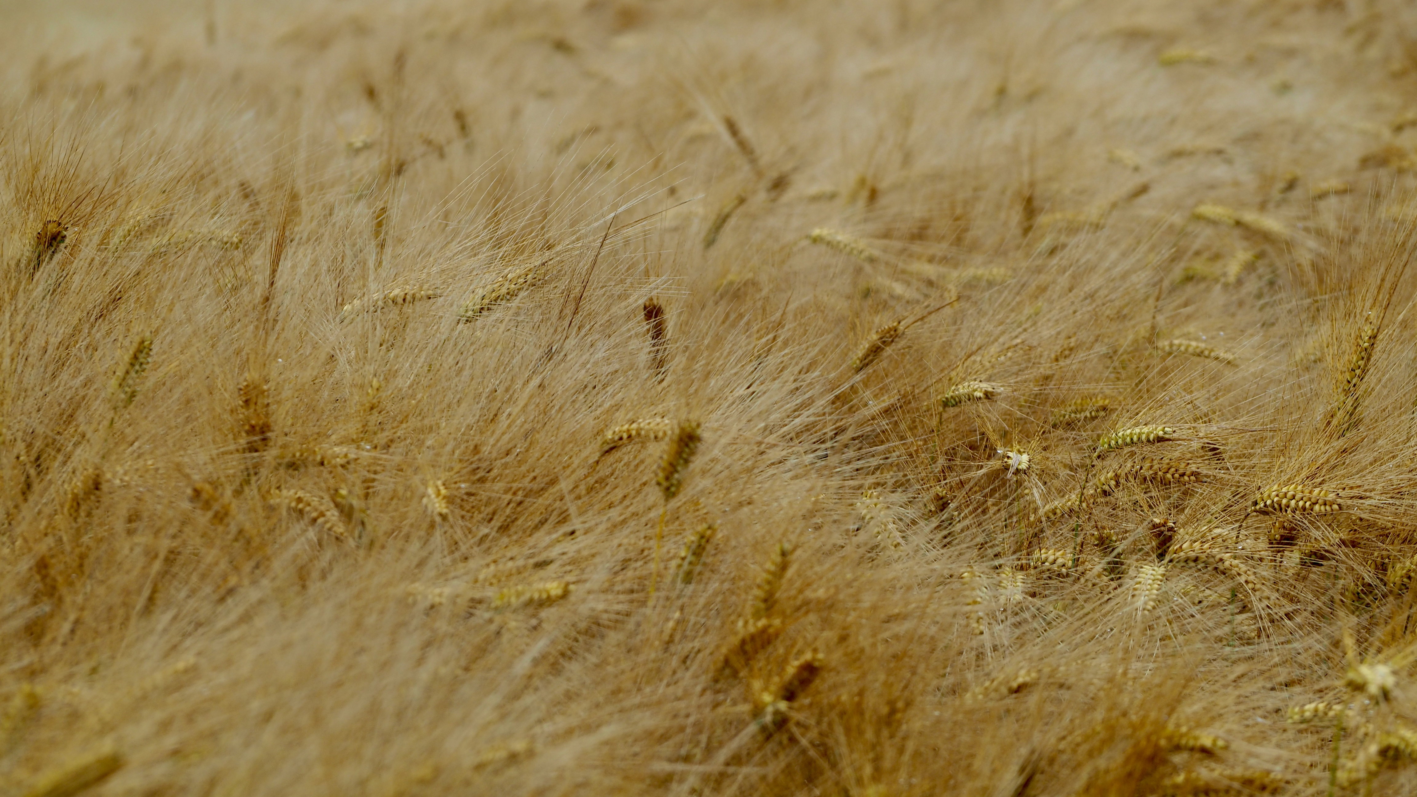 Wheat and hay fields in Alsace