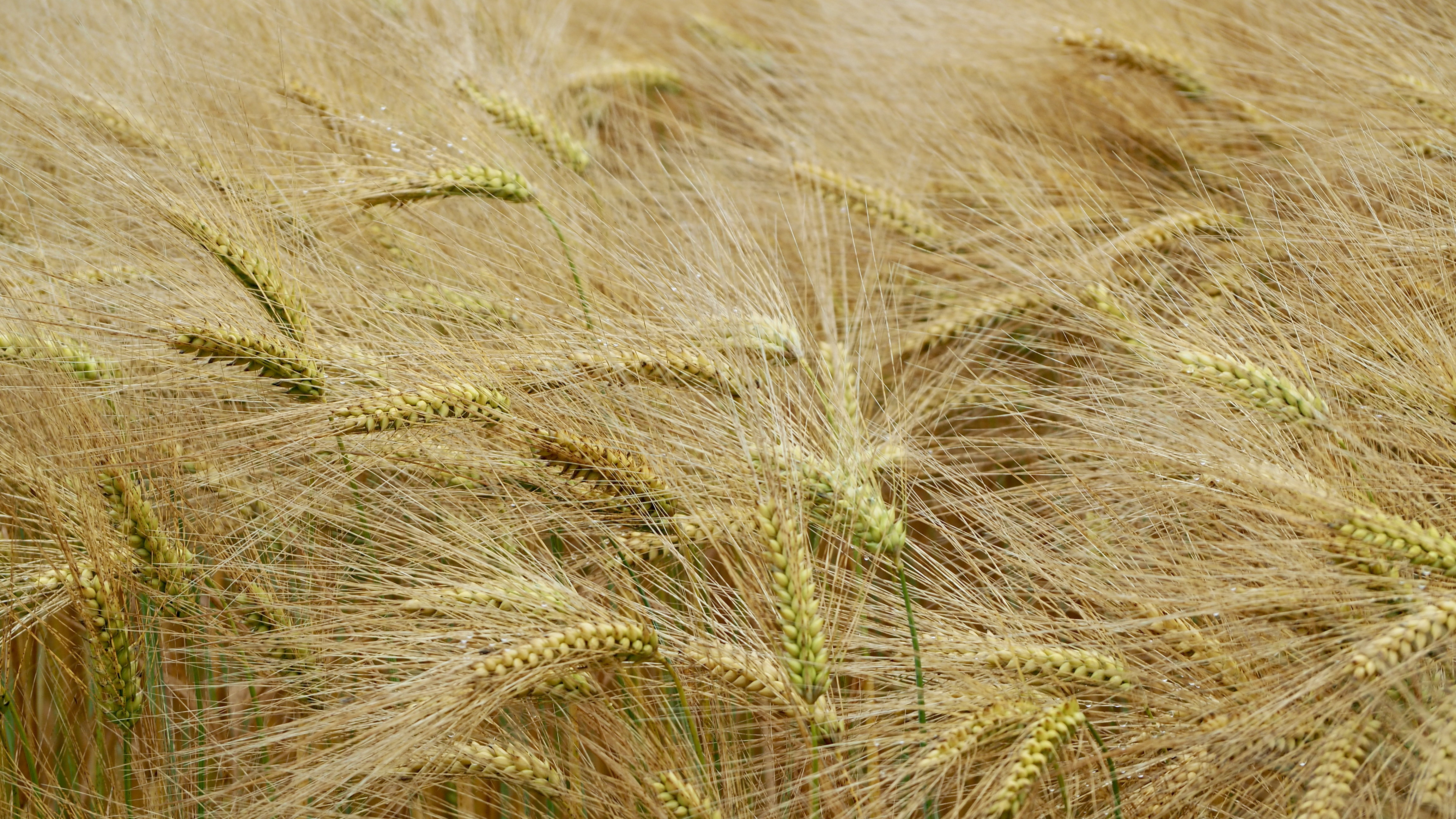 Wheat and hay fields in Alsace