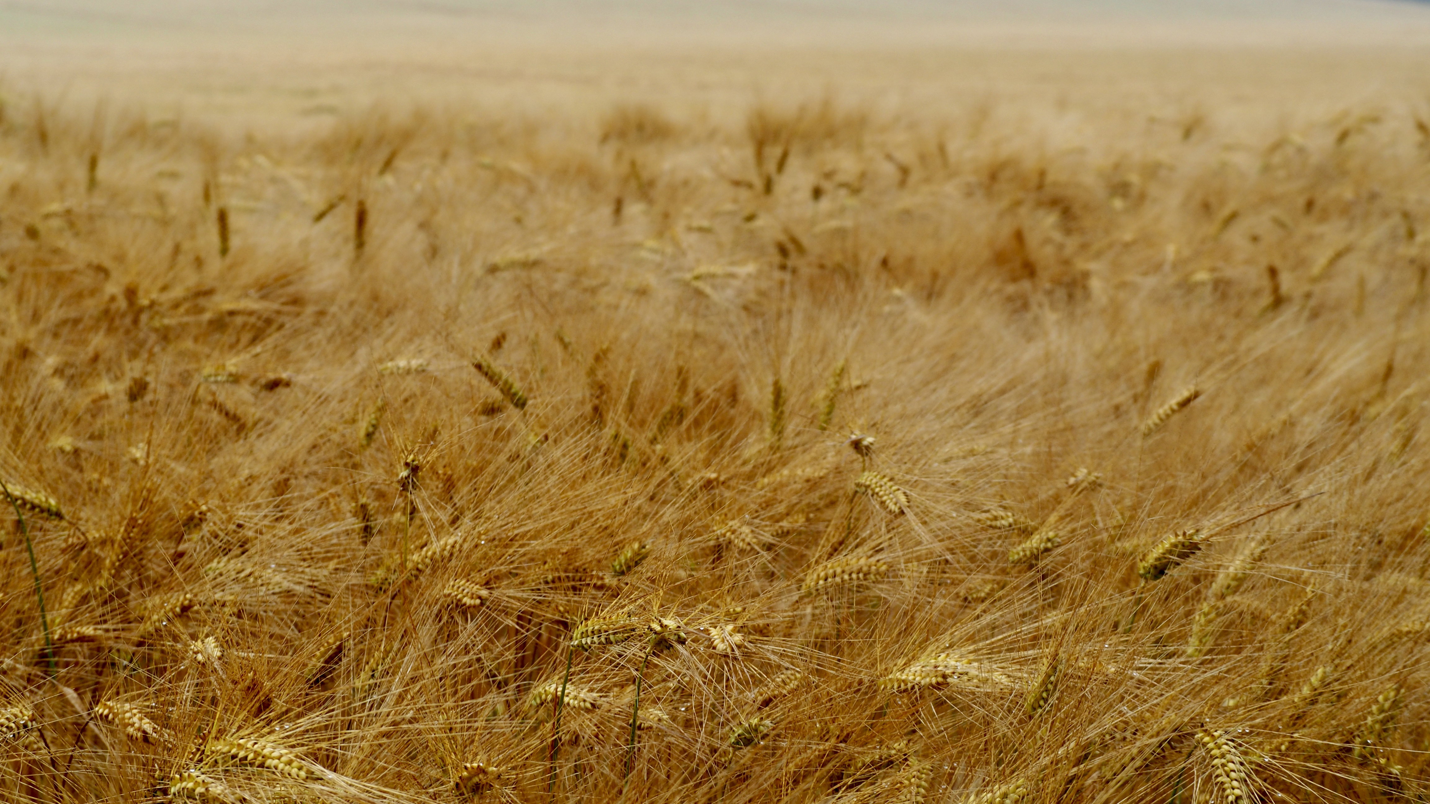 Wheat and hay fields in Alsace