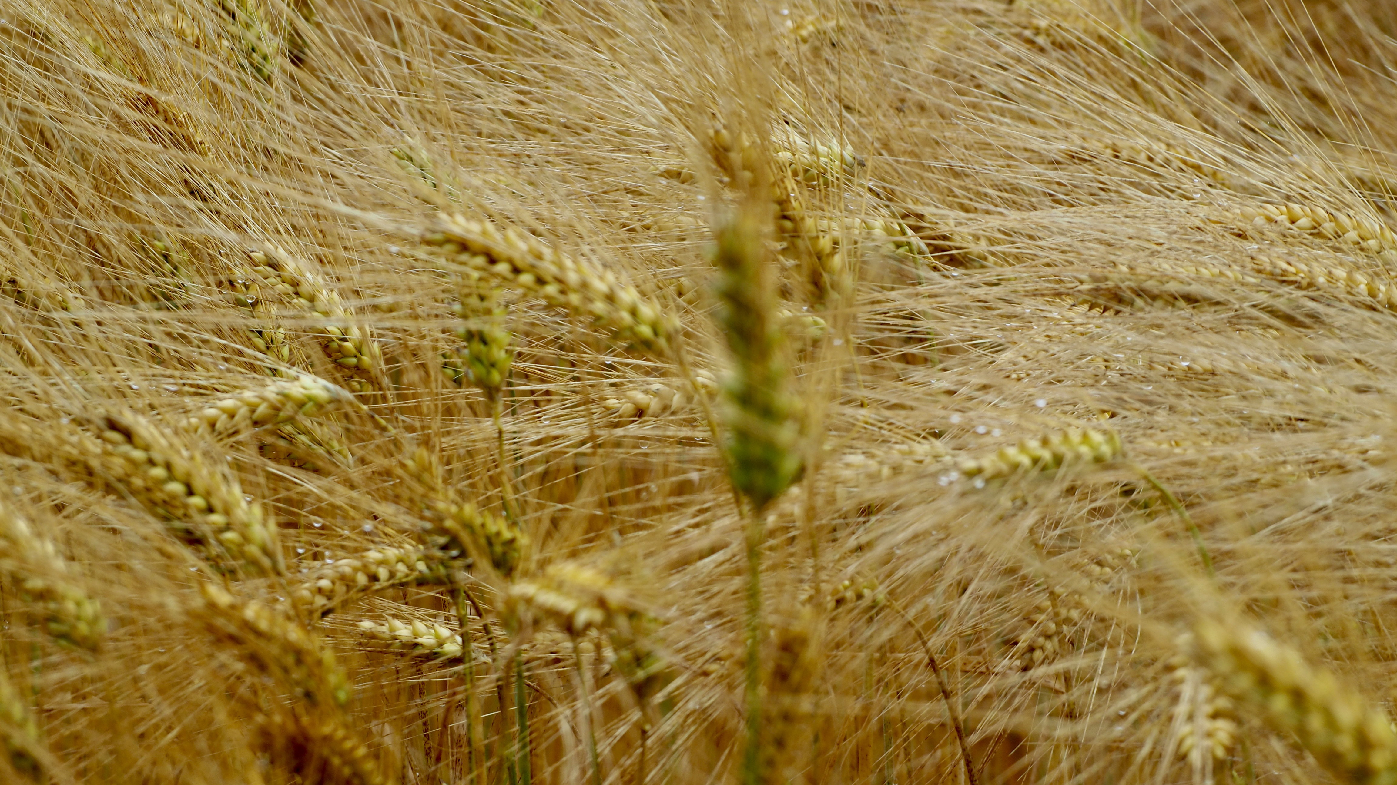 Wheat and hay fields in Alsace