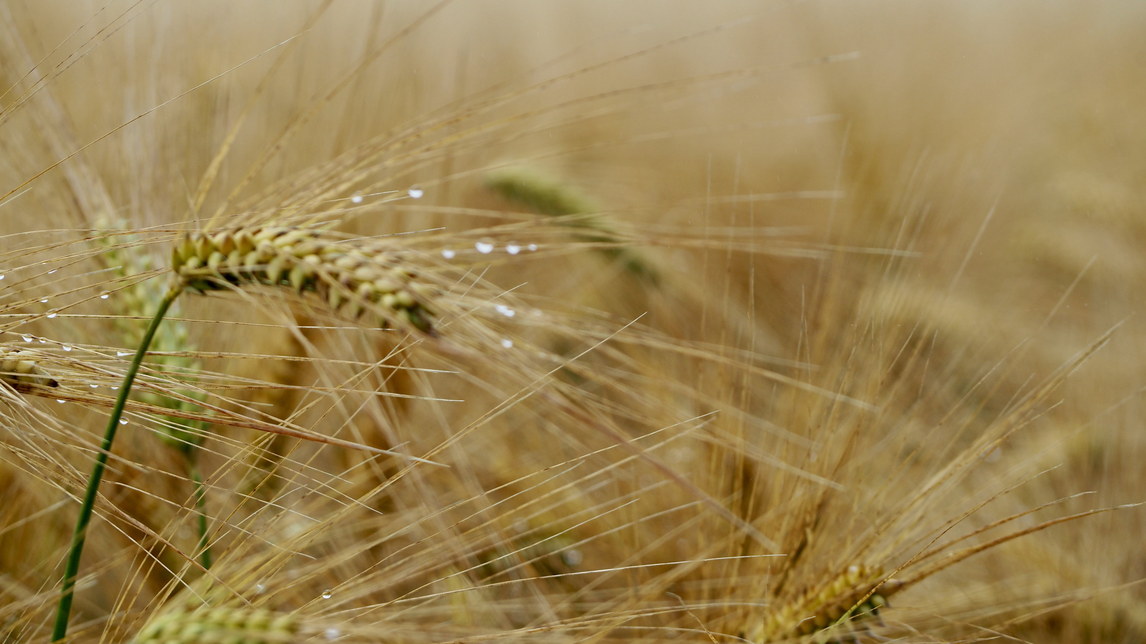Wheat and hay fields in Alsace