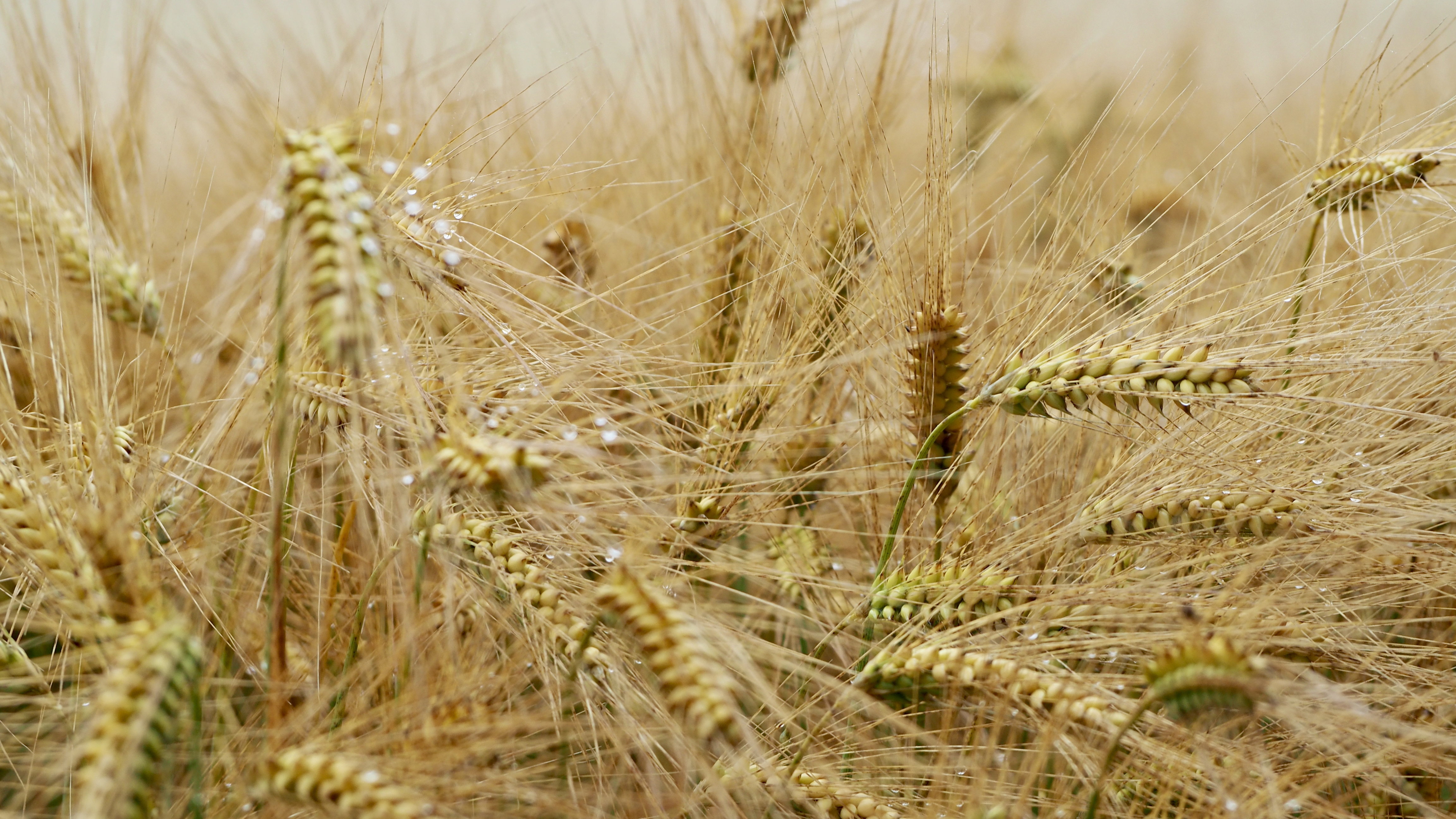 Wheat and hay fields in Alsace