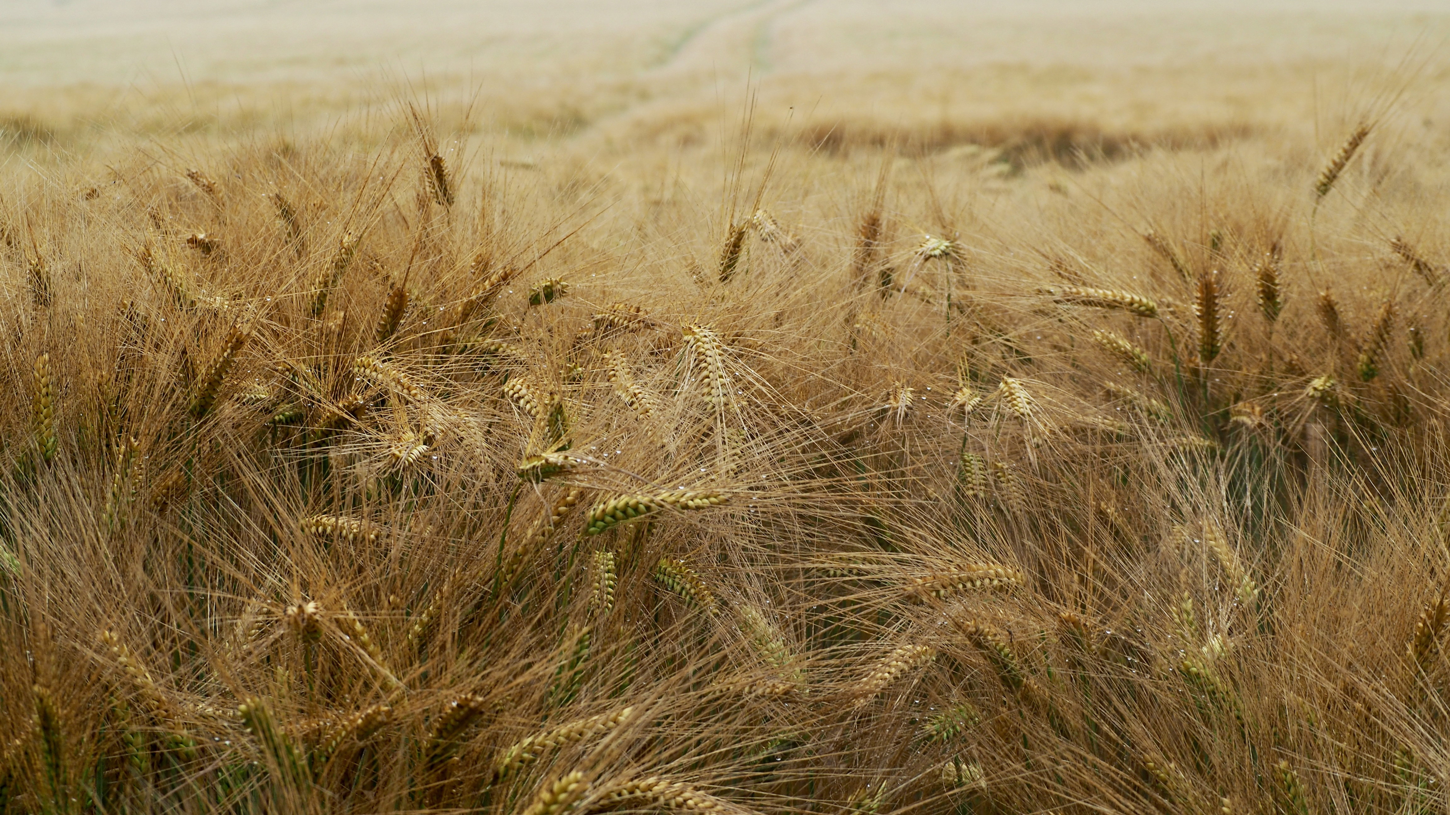 Wheat and hay fields in Alsace