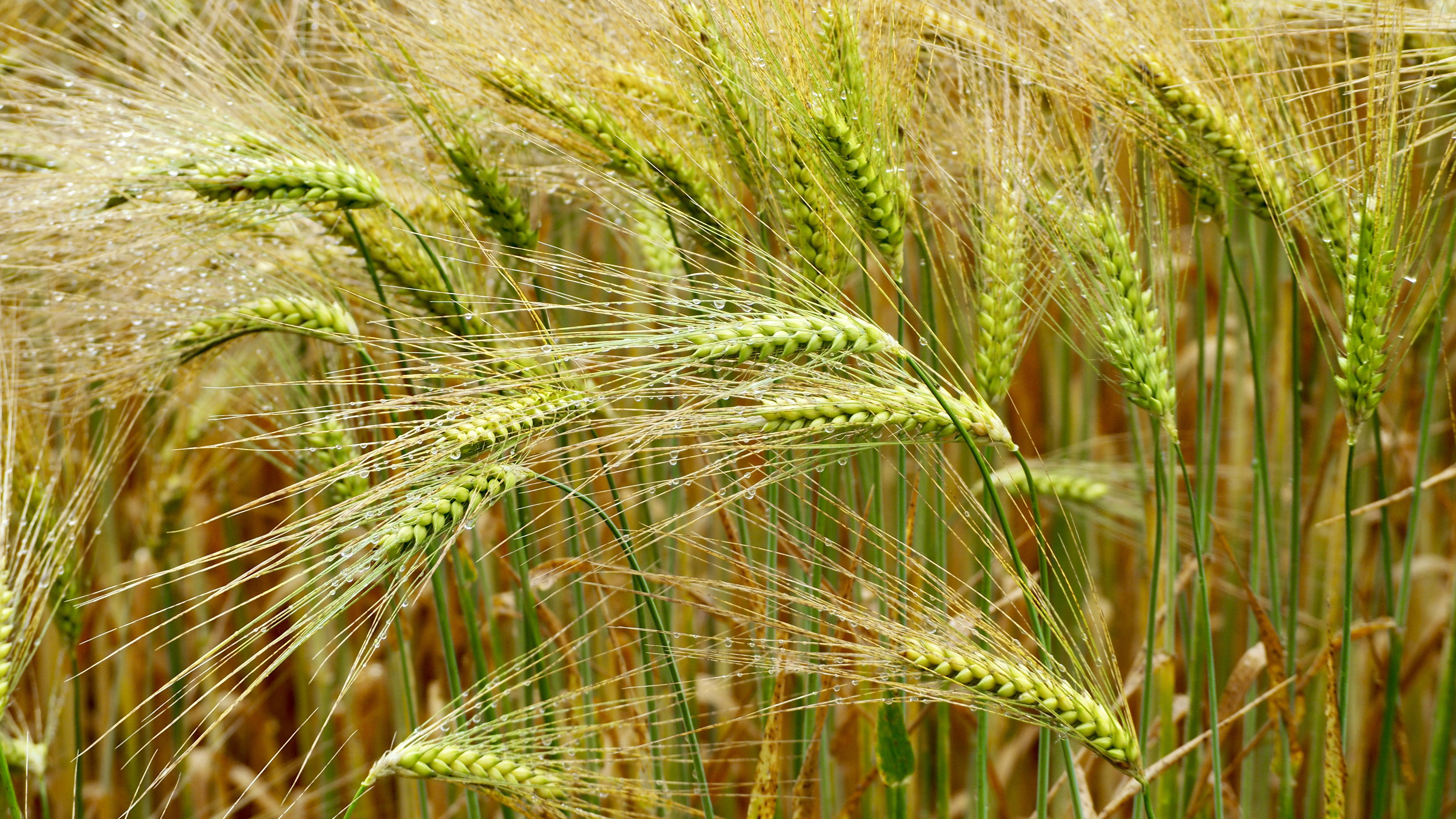 Wheat and hay fields in Alsace