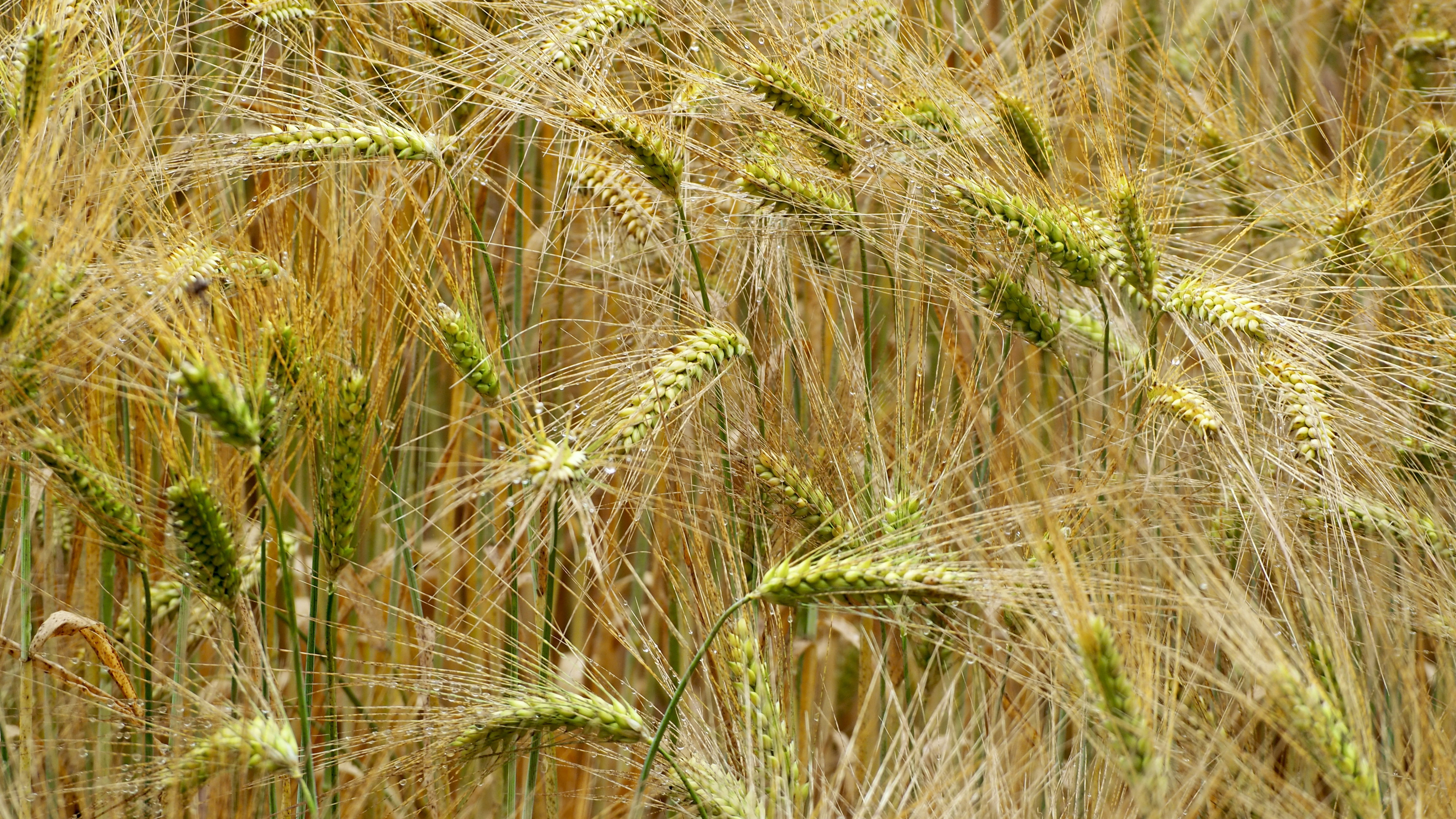 Wheat and hay fields in Alsace