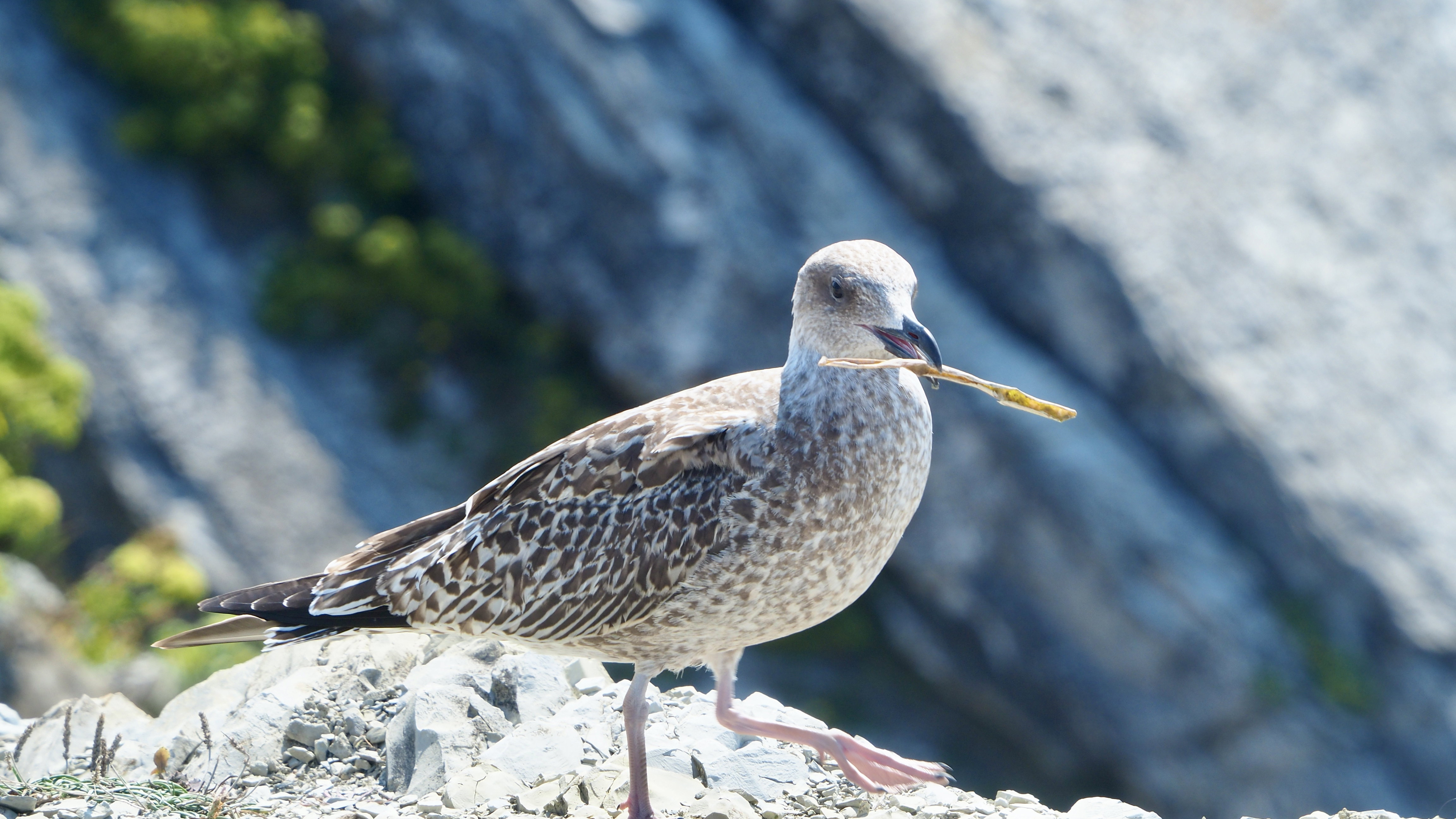 Basque country gull
