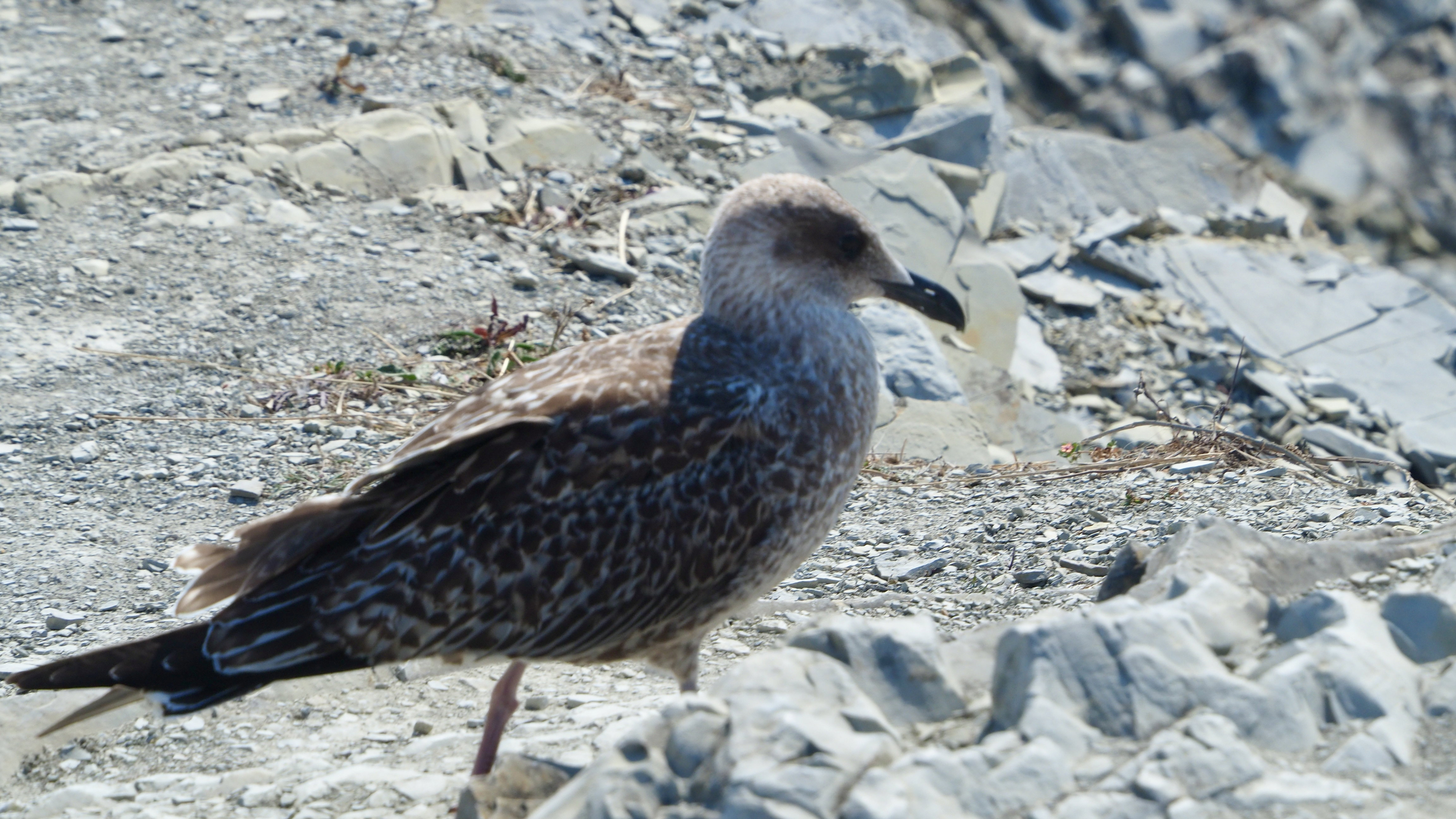 Basque country gull