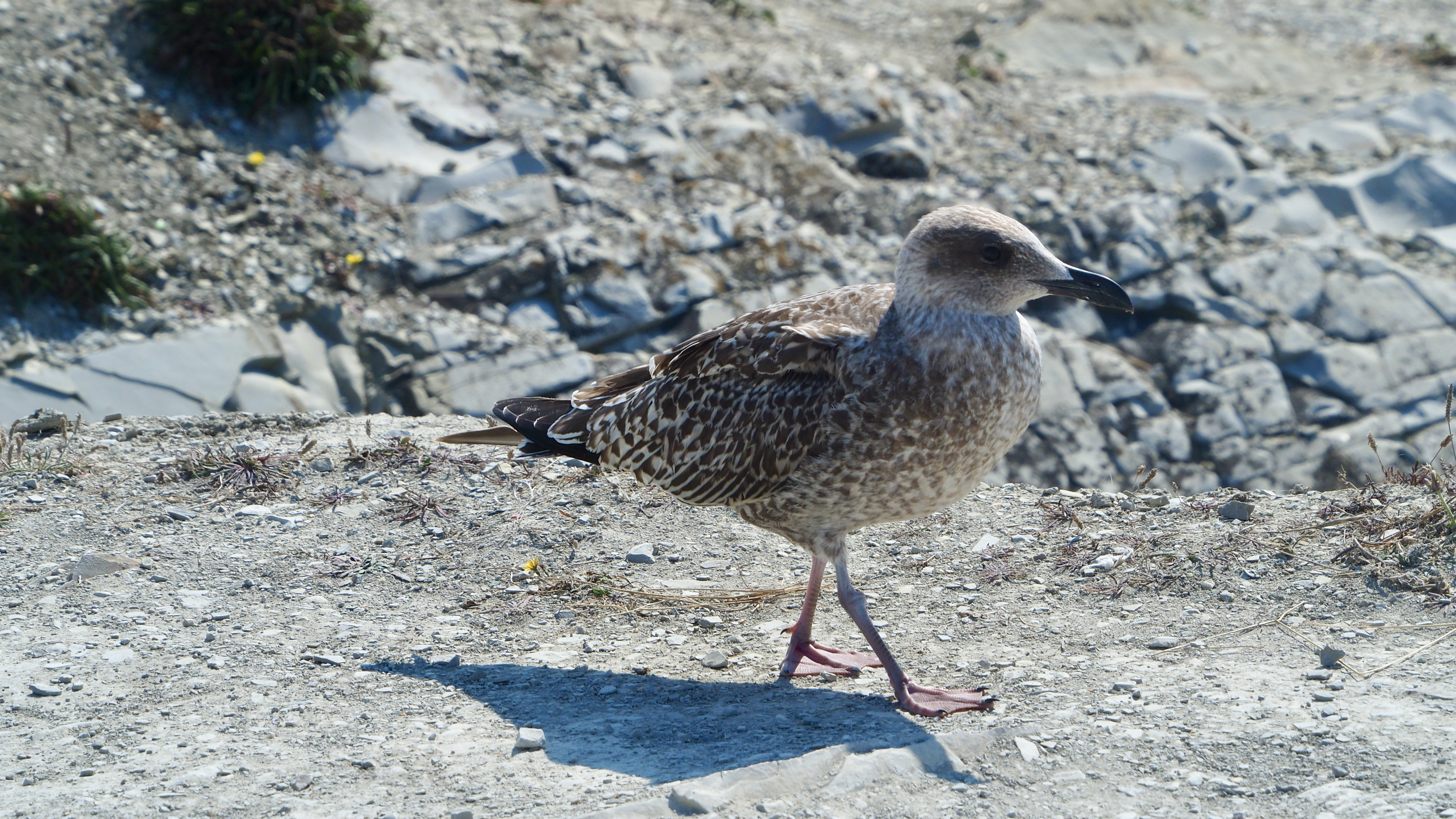 Basque country gull