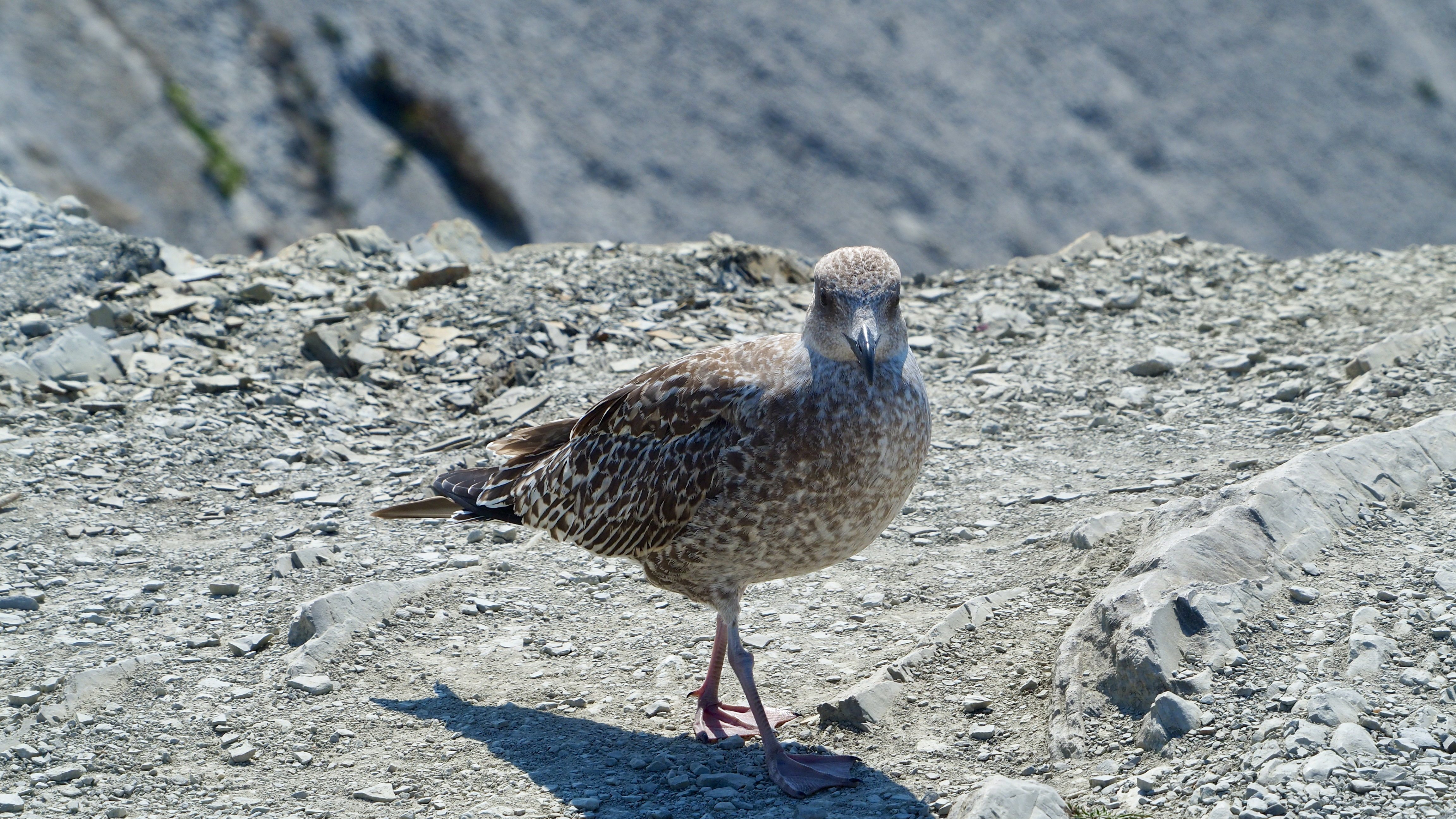 Basque country gull