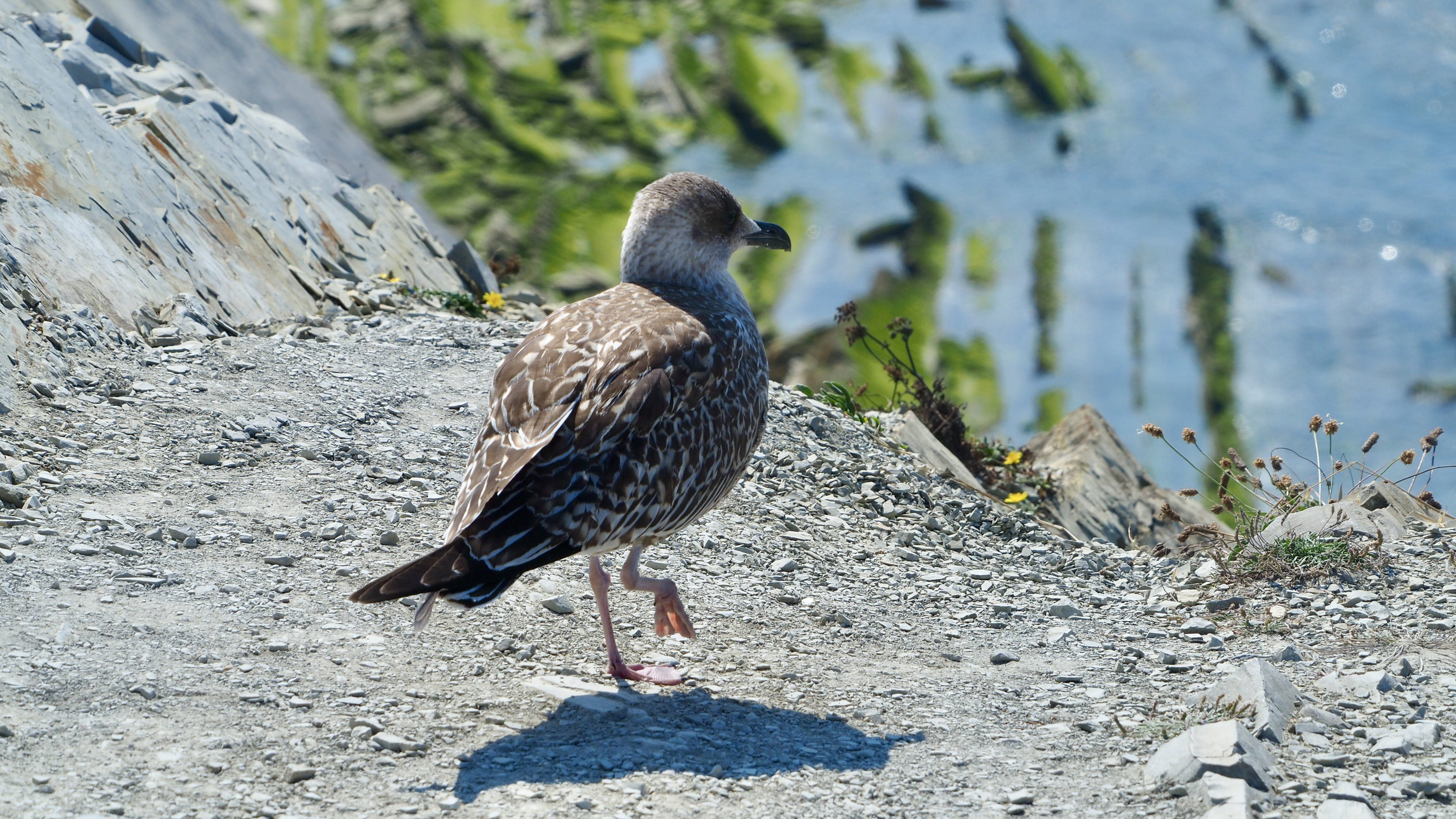 Basque country gull