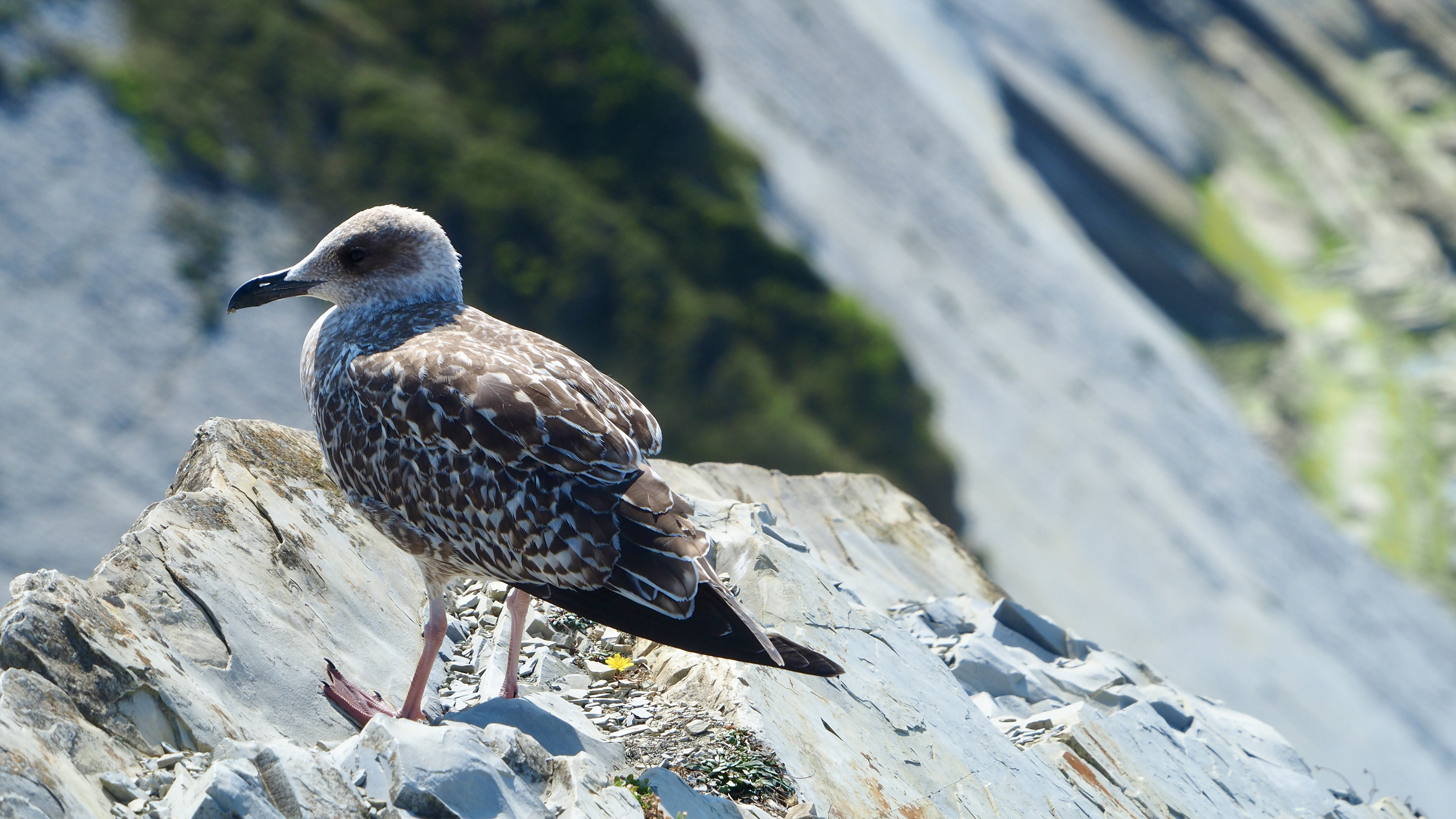 Basque country gull