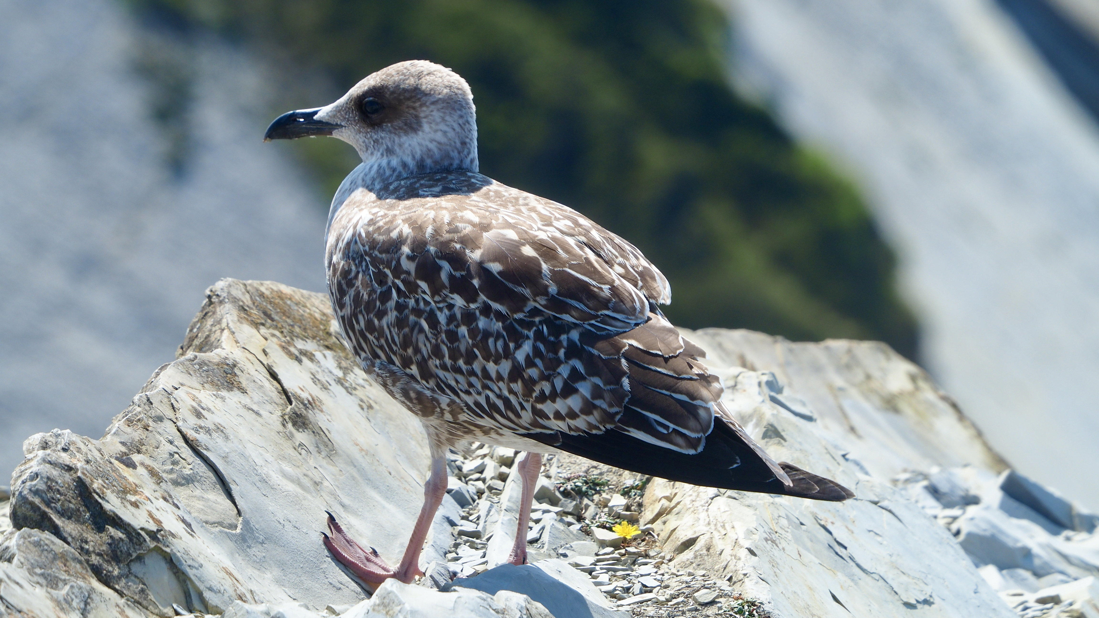 Basque country gull