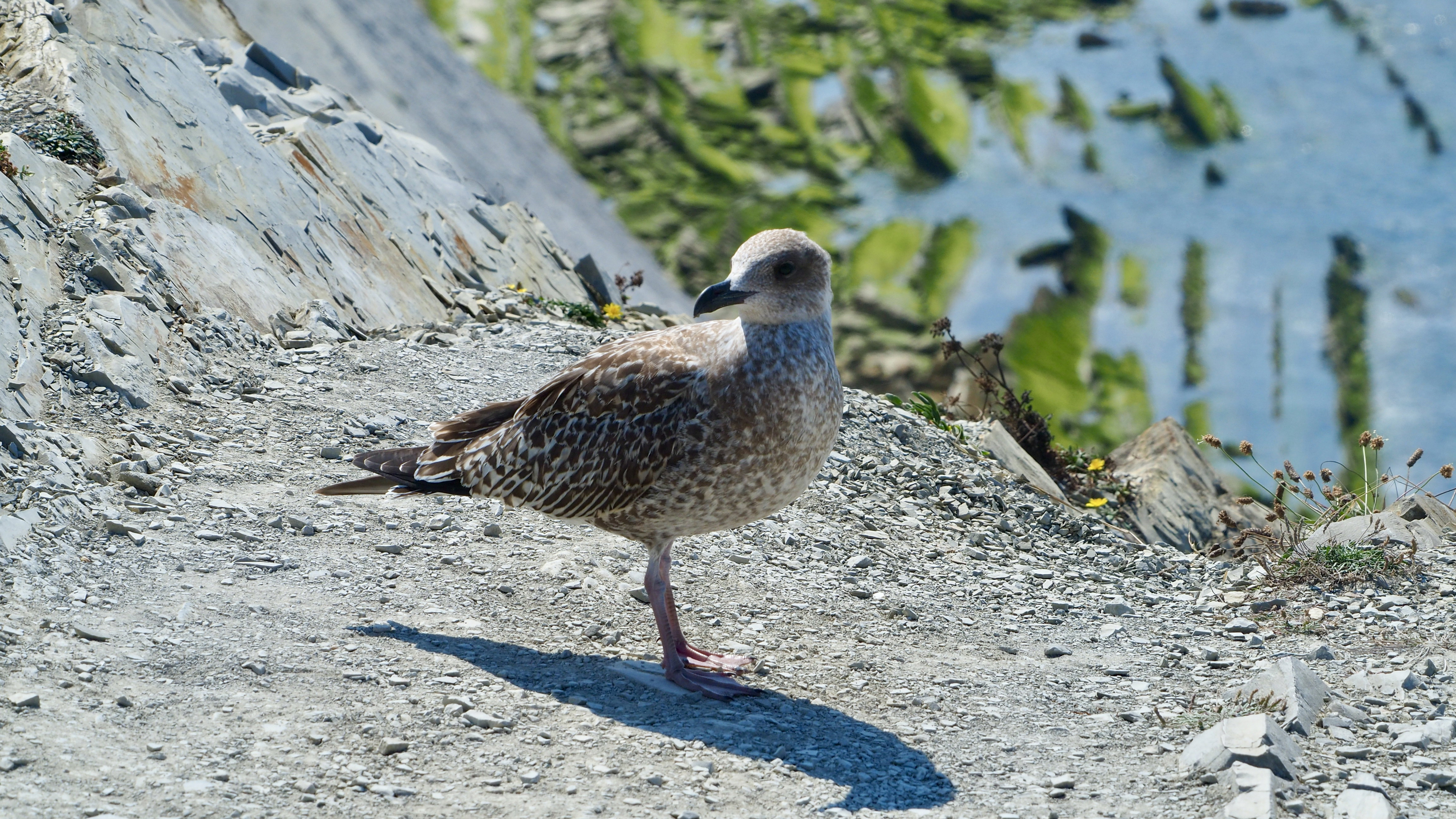 Basque country gull