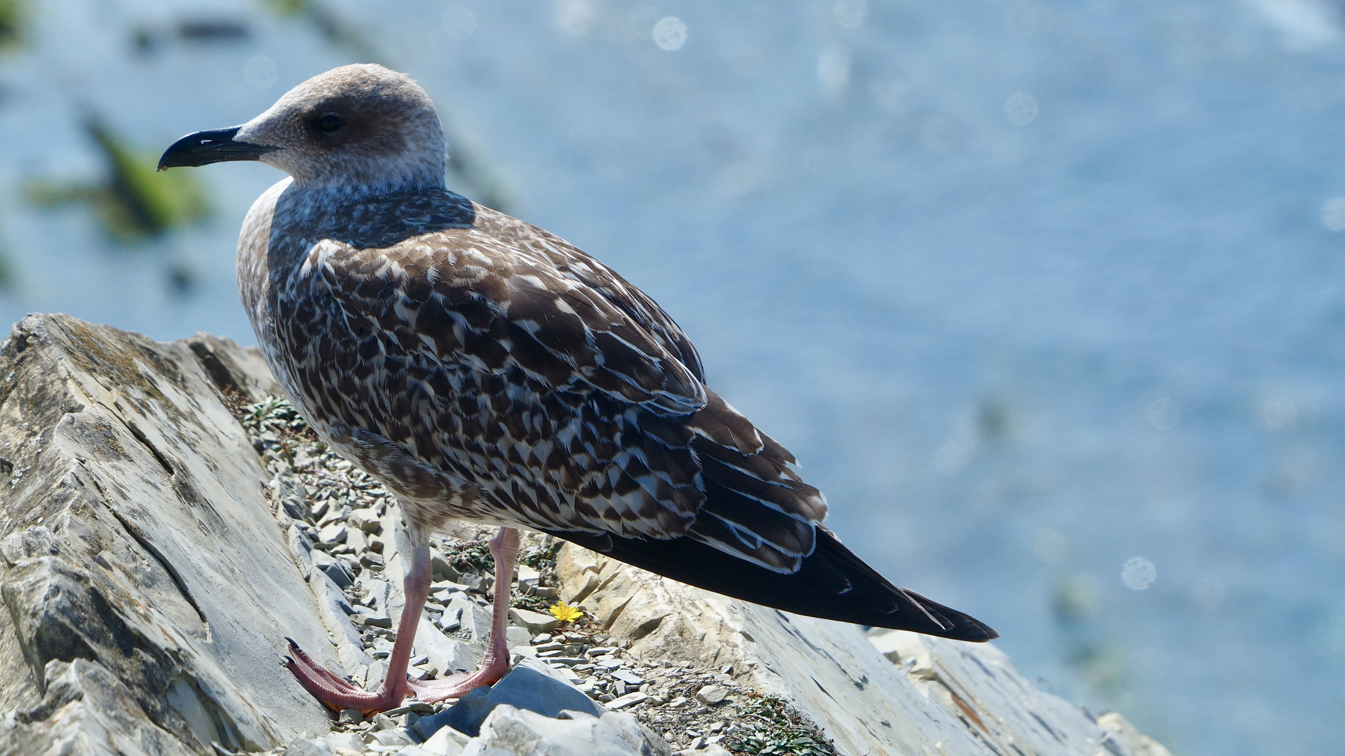 Basque country gull