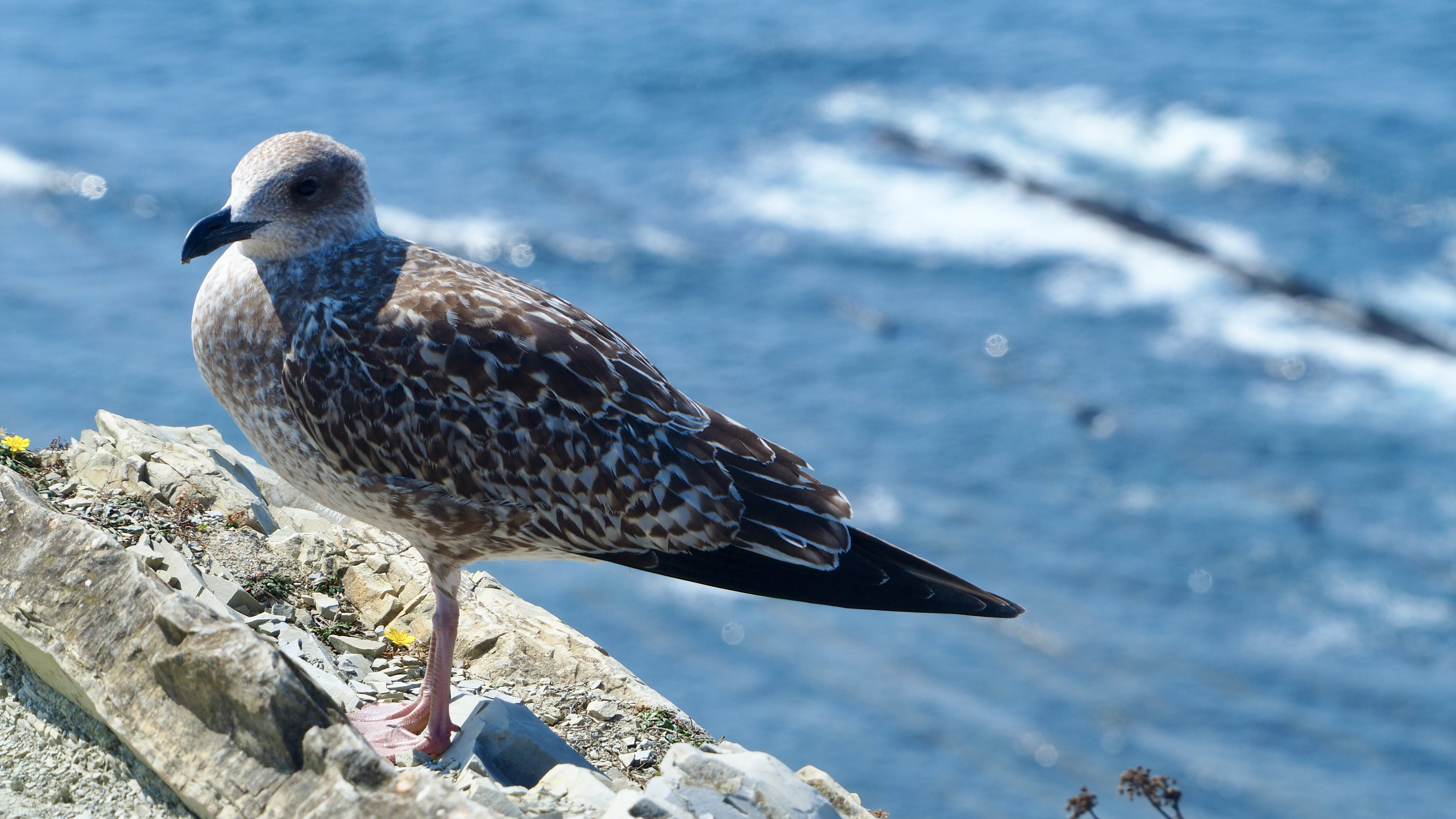 Basque country gull
